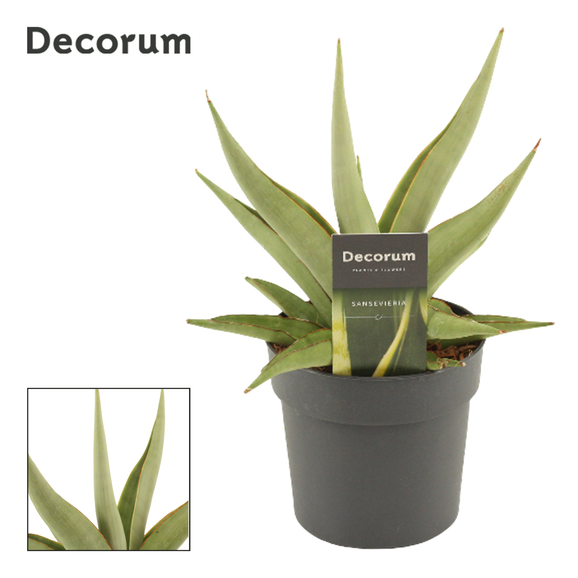 Sansevieria Platinum Crown 12 cm (Decorum), D 12 cm