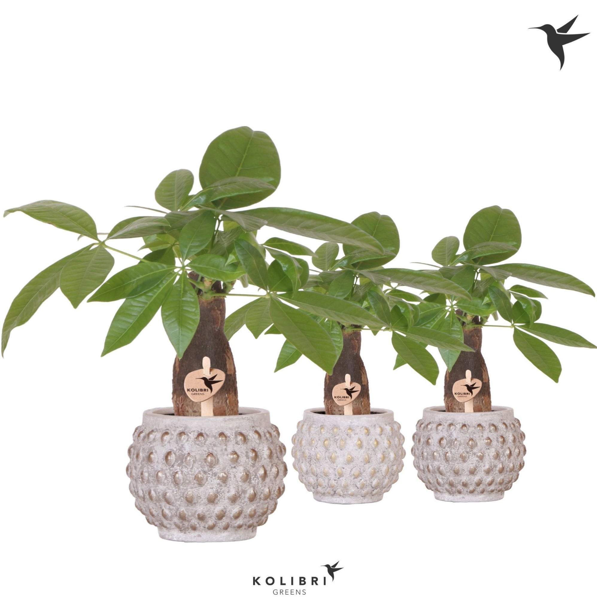 Kolibri Greens Pachira in Marrakesh pot gold copper mix, D 9 cm