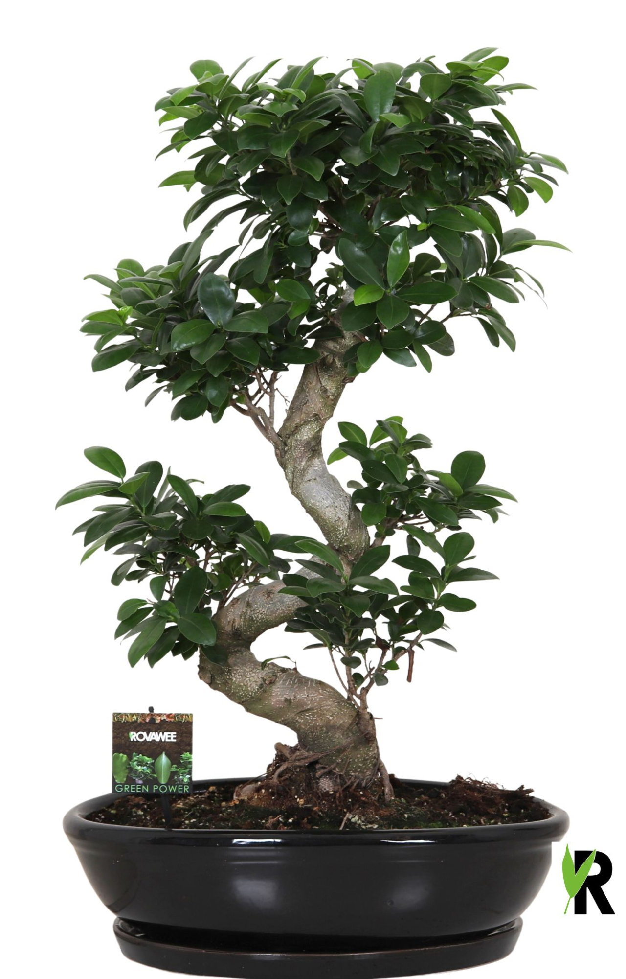 Ficus micr. S-type in keramiek ovaal schaal met schotel zwart, D 45 cm