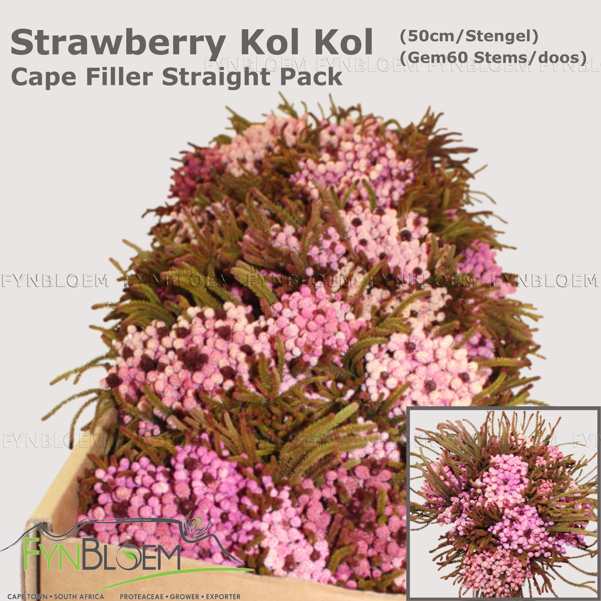 Берзелия Ланугиноса 50, шт.