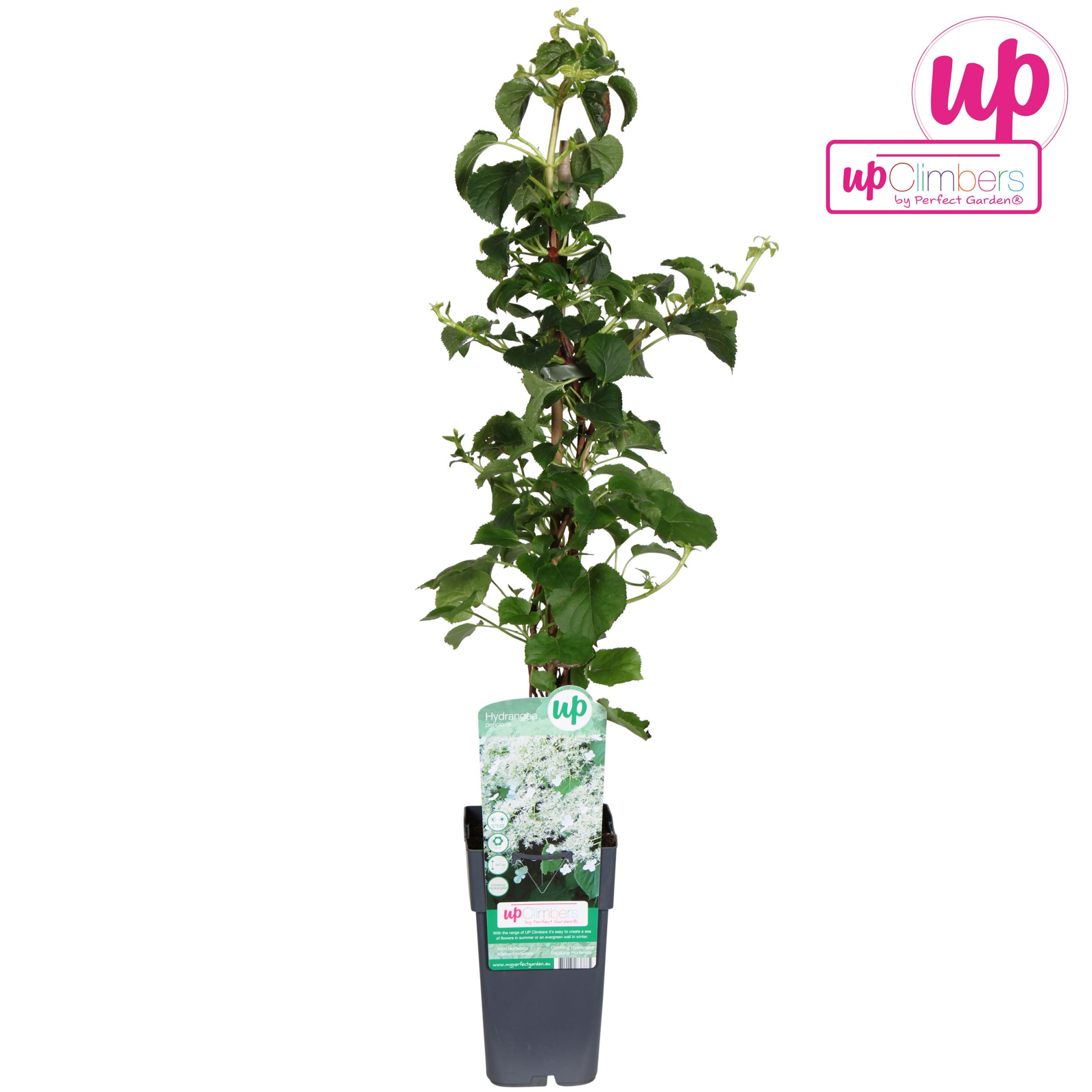 Hydrangea petiolaris P15, D 15 cm