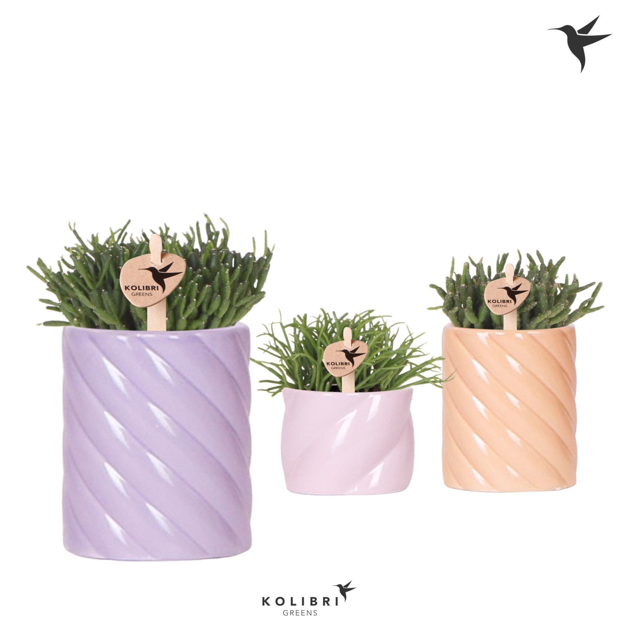 Kolibri Greens Rhipsalis mix in Candy pot pink mix, D 6 cm