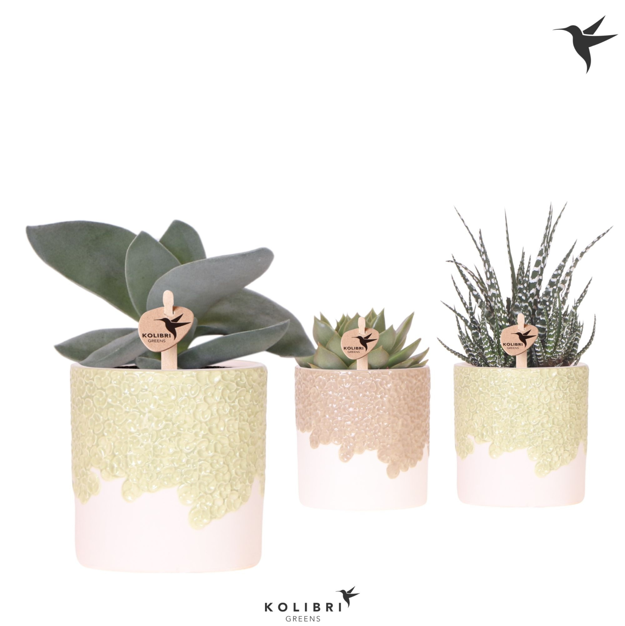 Kolibri Greens Succulenten mix in Bloom pot sand mix, D 9 cm