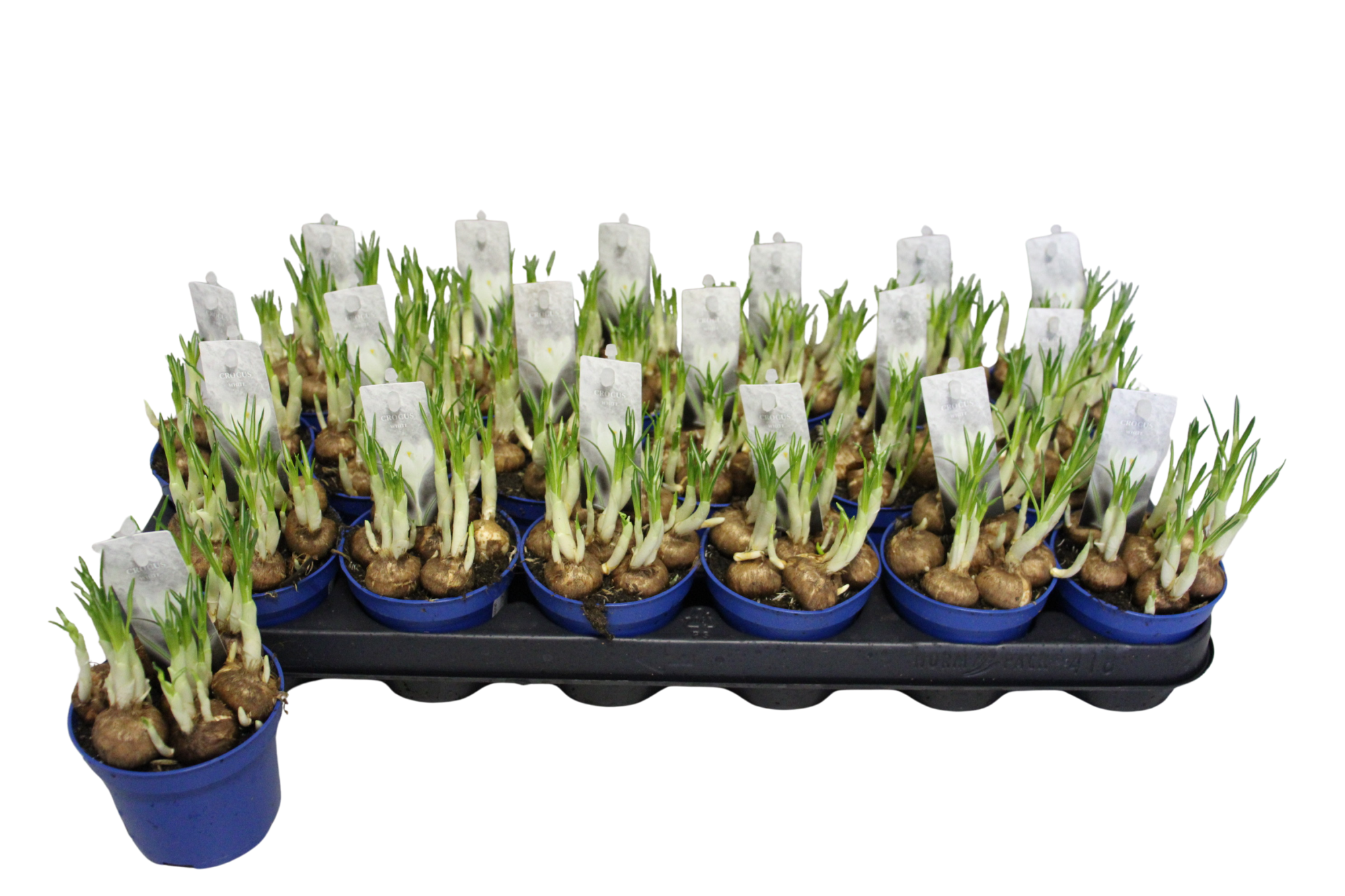 Crocus Jeanne d'Arc P9, D 9