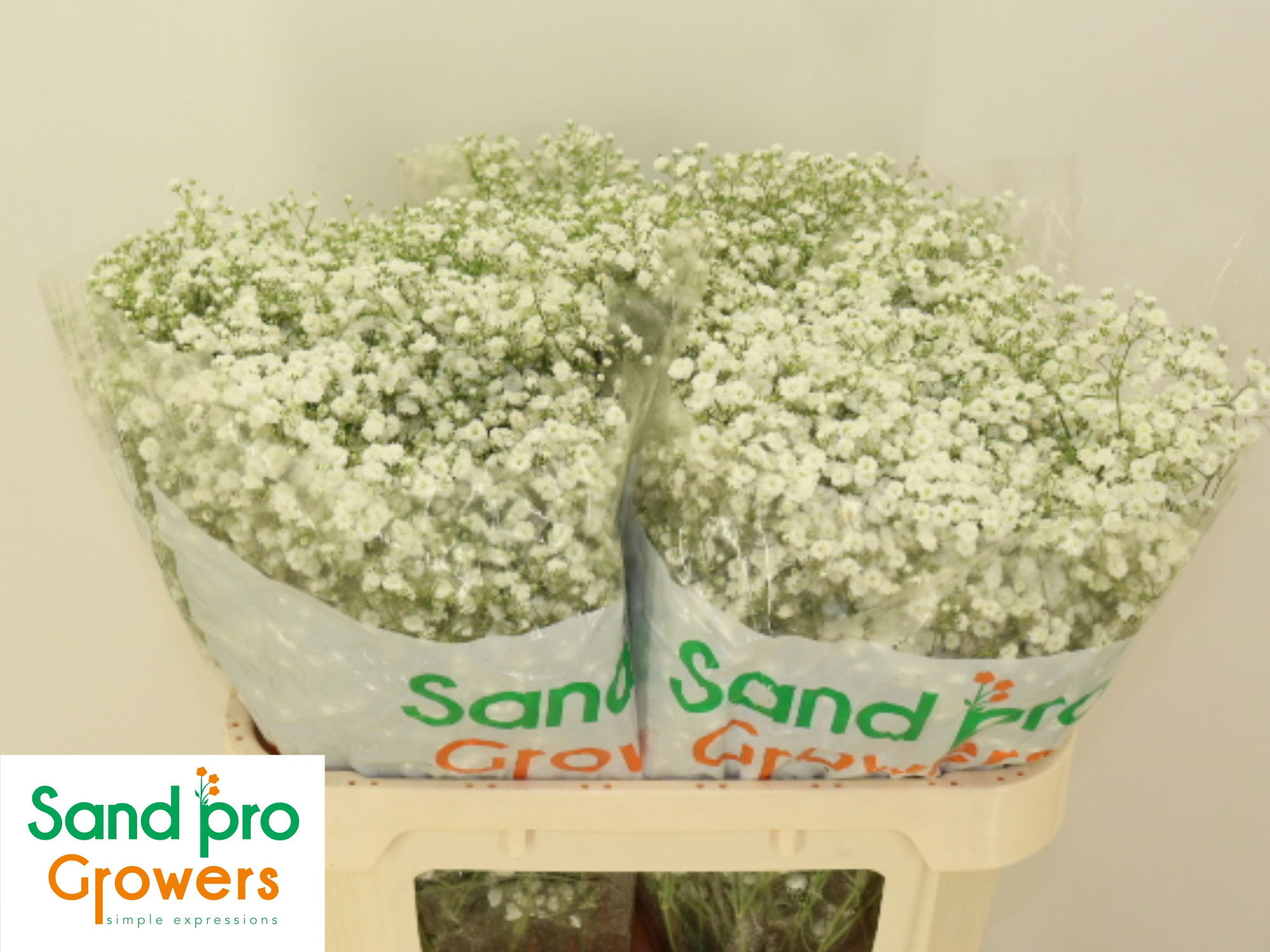 Гипсофила Экселенс 70, шт.