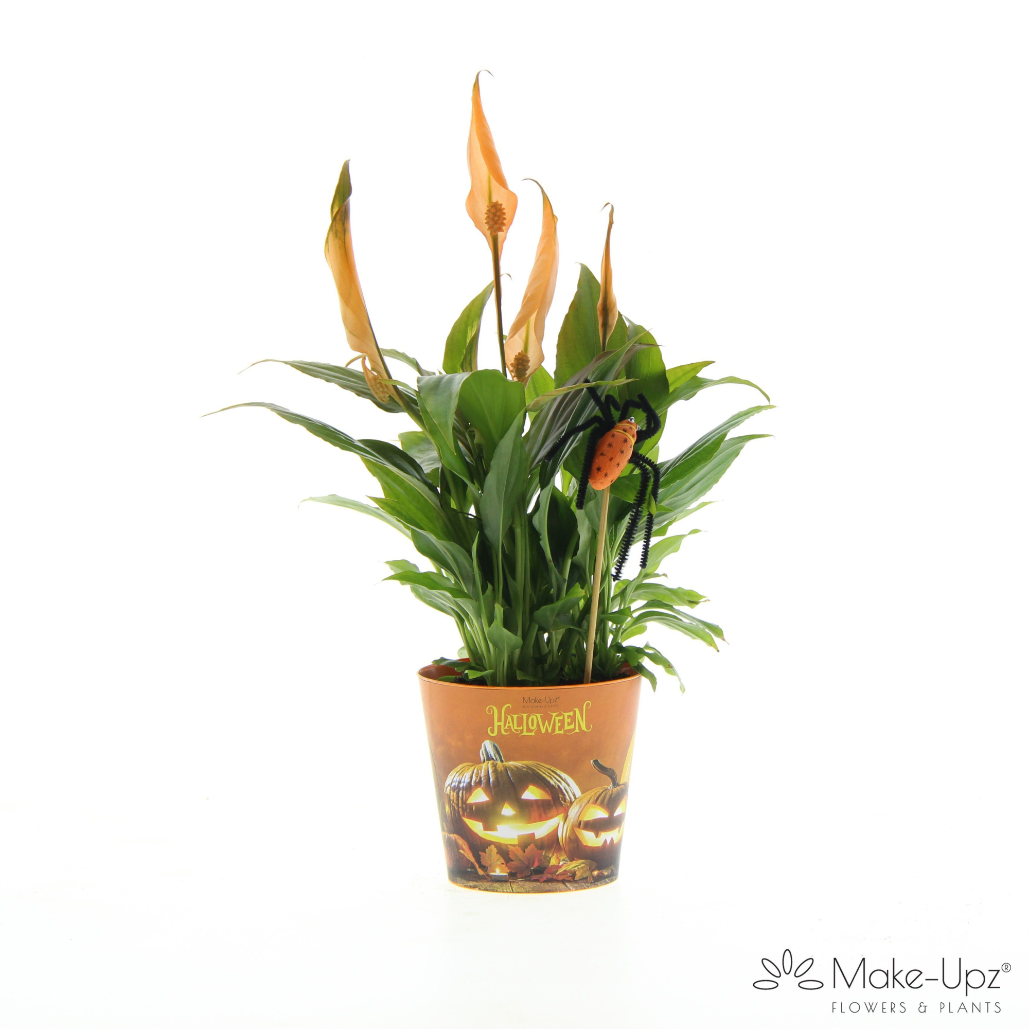 Spathiphyllum 10,5 cm Make-Upz Halloween, D 10,5 cm
