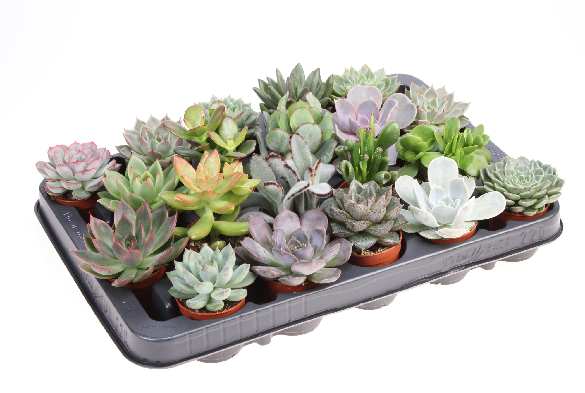 Succulent mix XL, D 5,5 cm