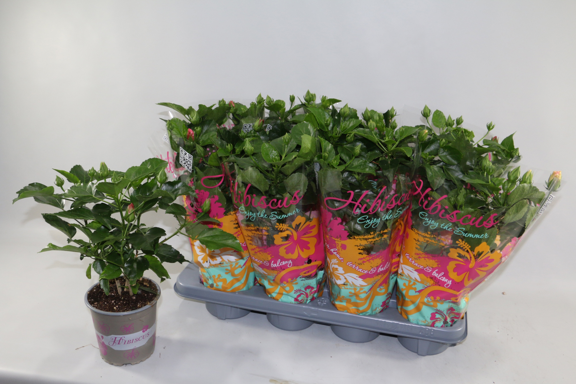 Hibiscus rosa sinensis 3+ "Enjoy The Summer®" mix dubbelbloemig, D 13