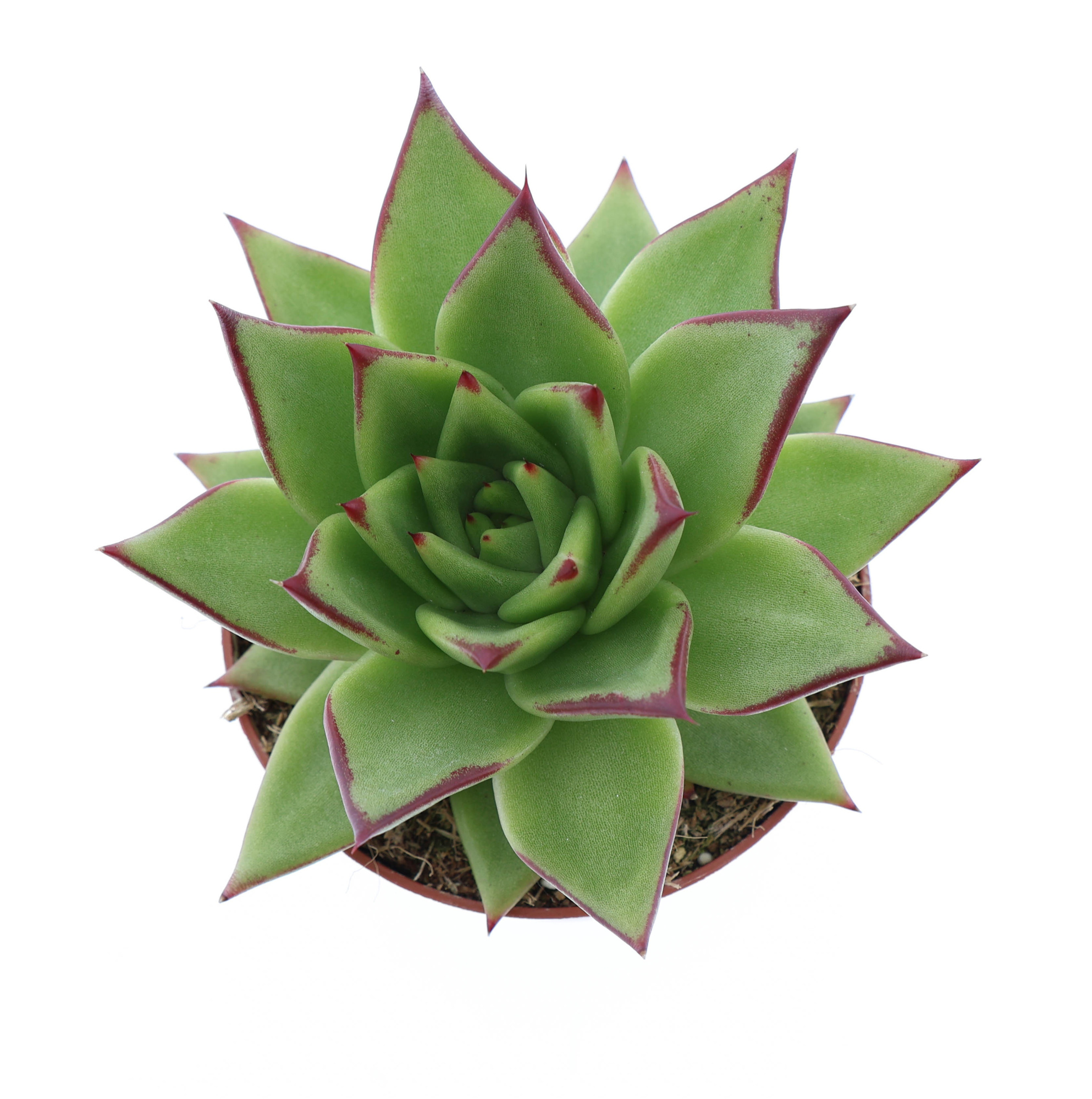 Echeveria agavoides ebony, D 10,5 cm