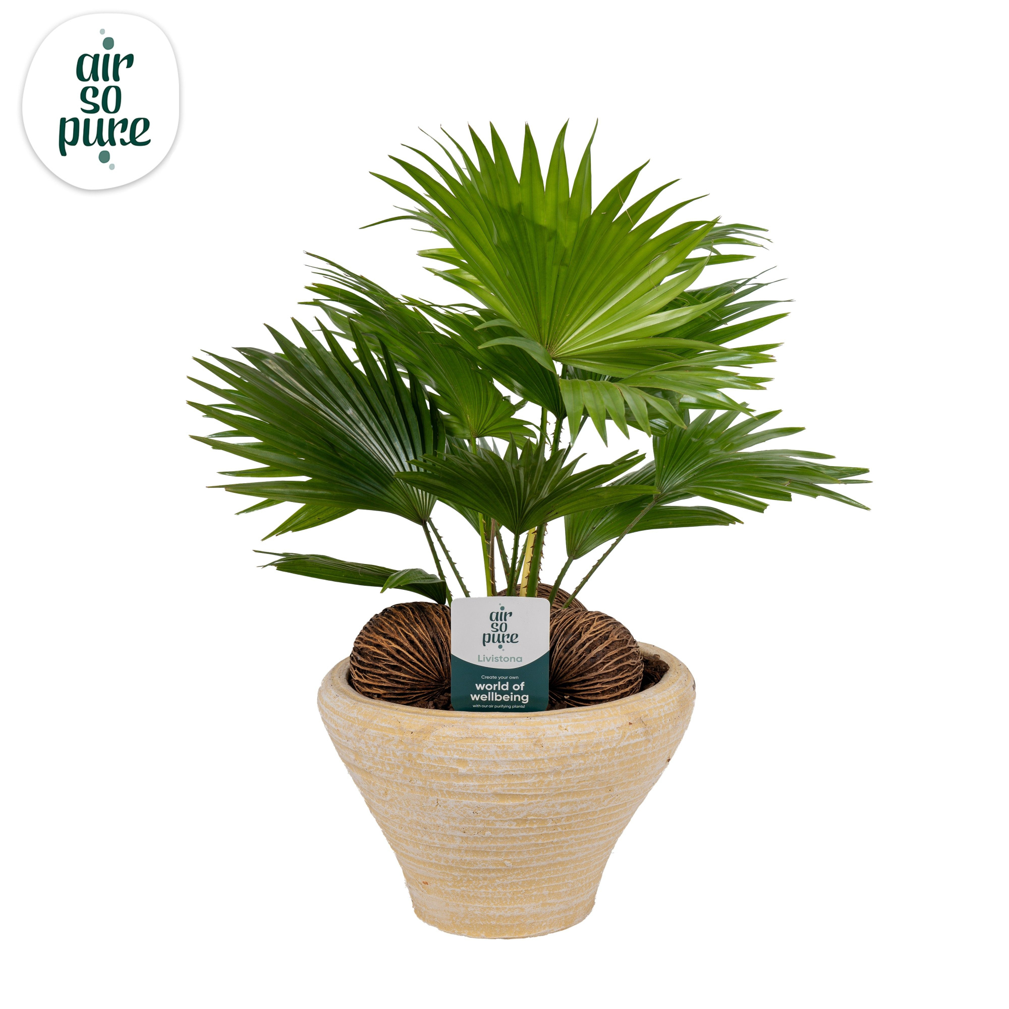 Livistona nr 6 hoedje creme Air So Pure asp, D 26 cm