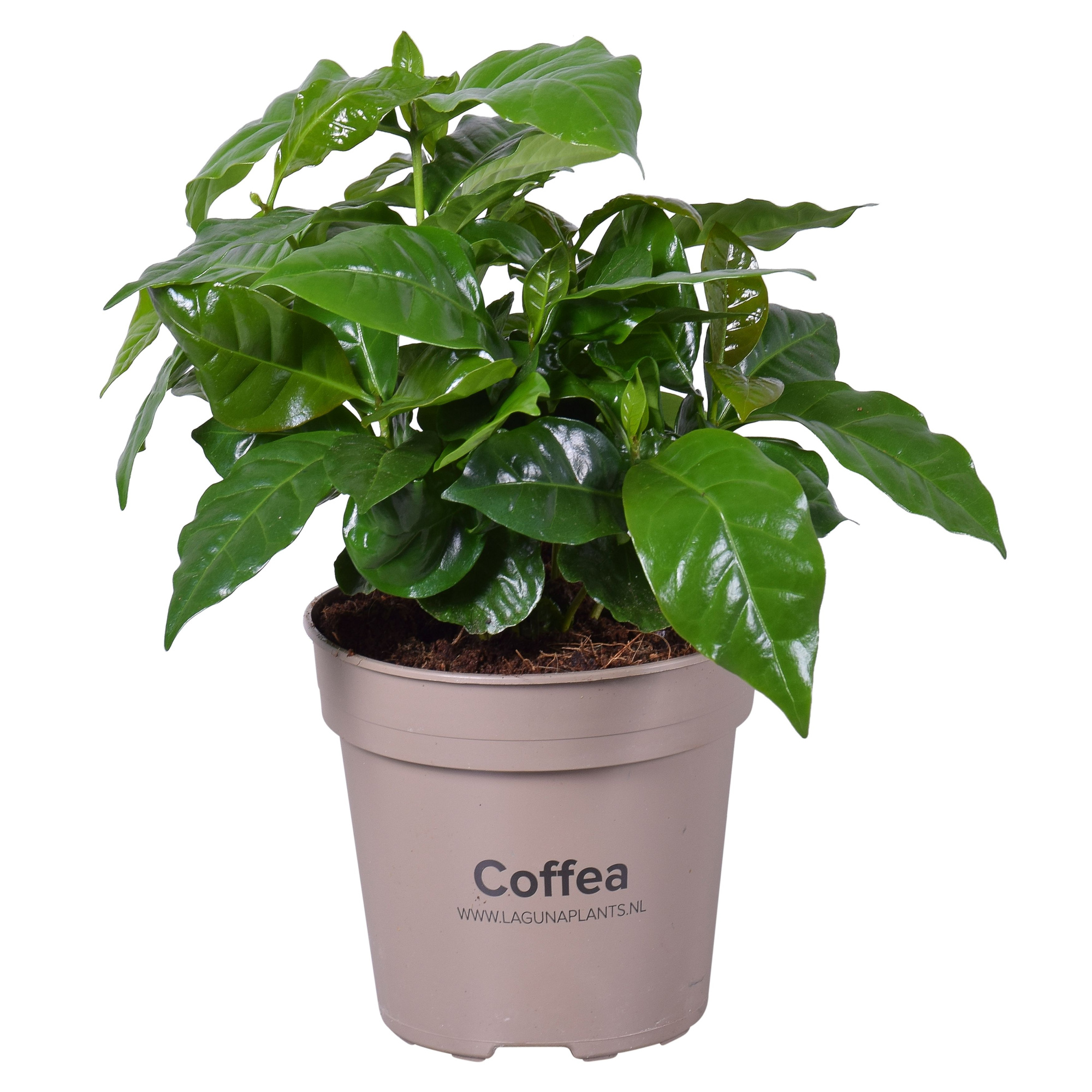 Coffea Arabica, D 15