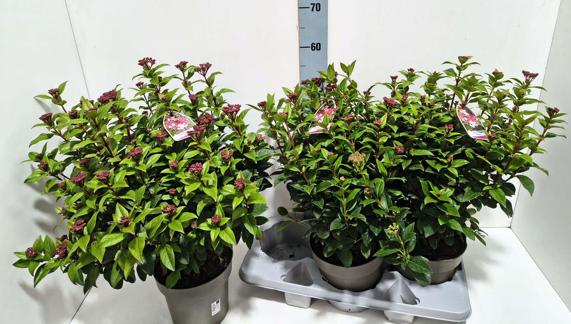 Viburnum Ladybird 19T, D 19 cm