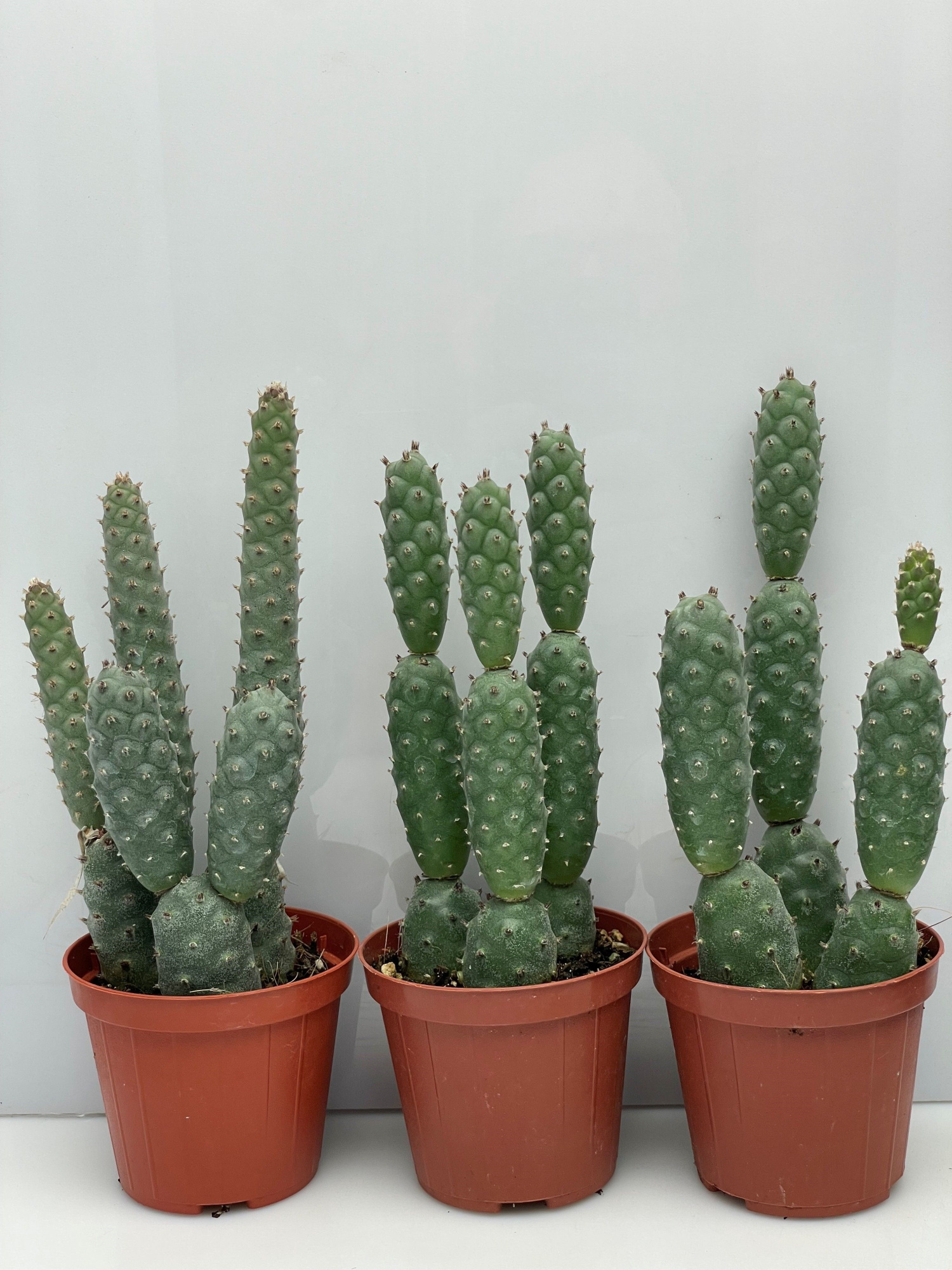 19 diademata inermis 8,5 cm, D 8,5 cm