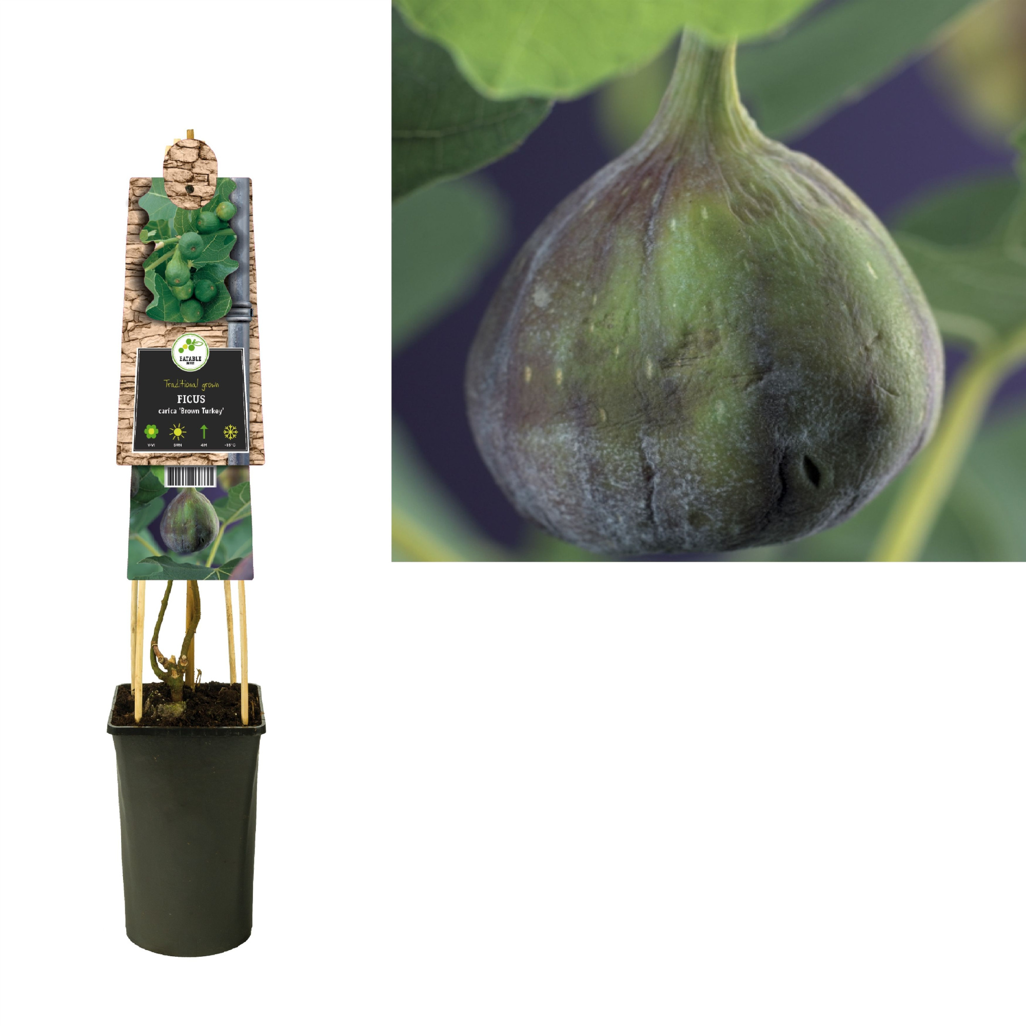 Ficus carica 'Brown Turkey' +3.0 label, D 17 cm