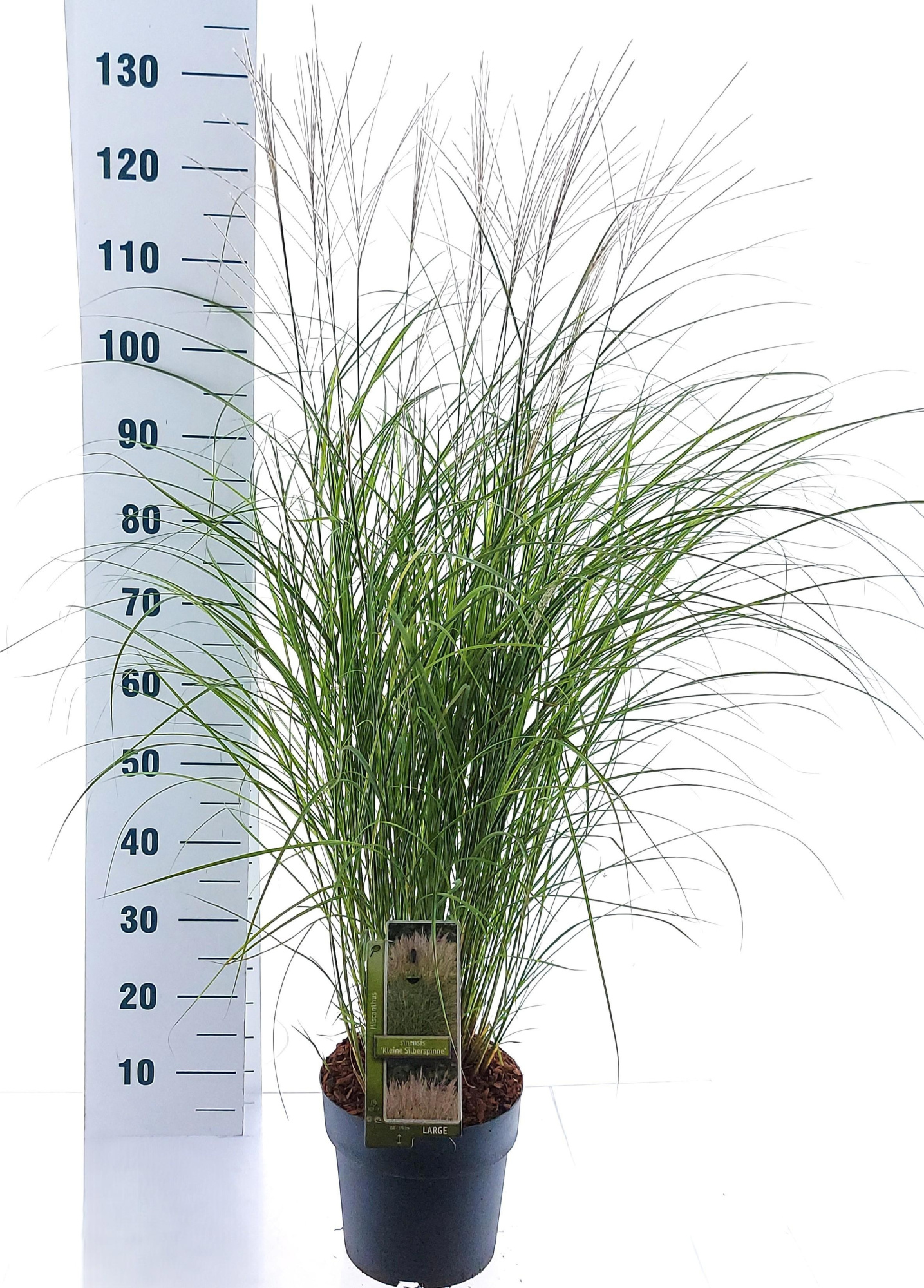 Miscanthus sin. 'Kleine Silberspinne', D 23 cm
