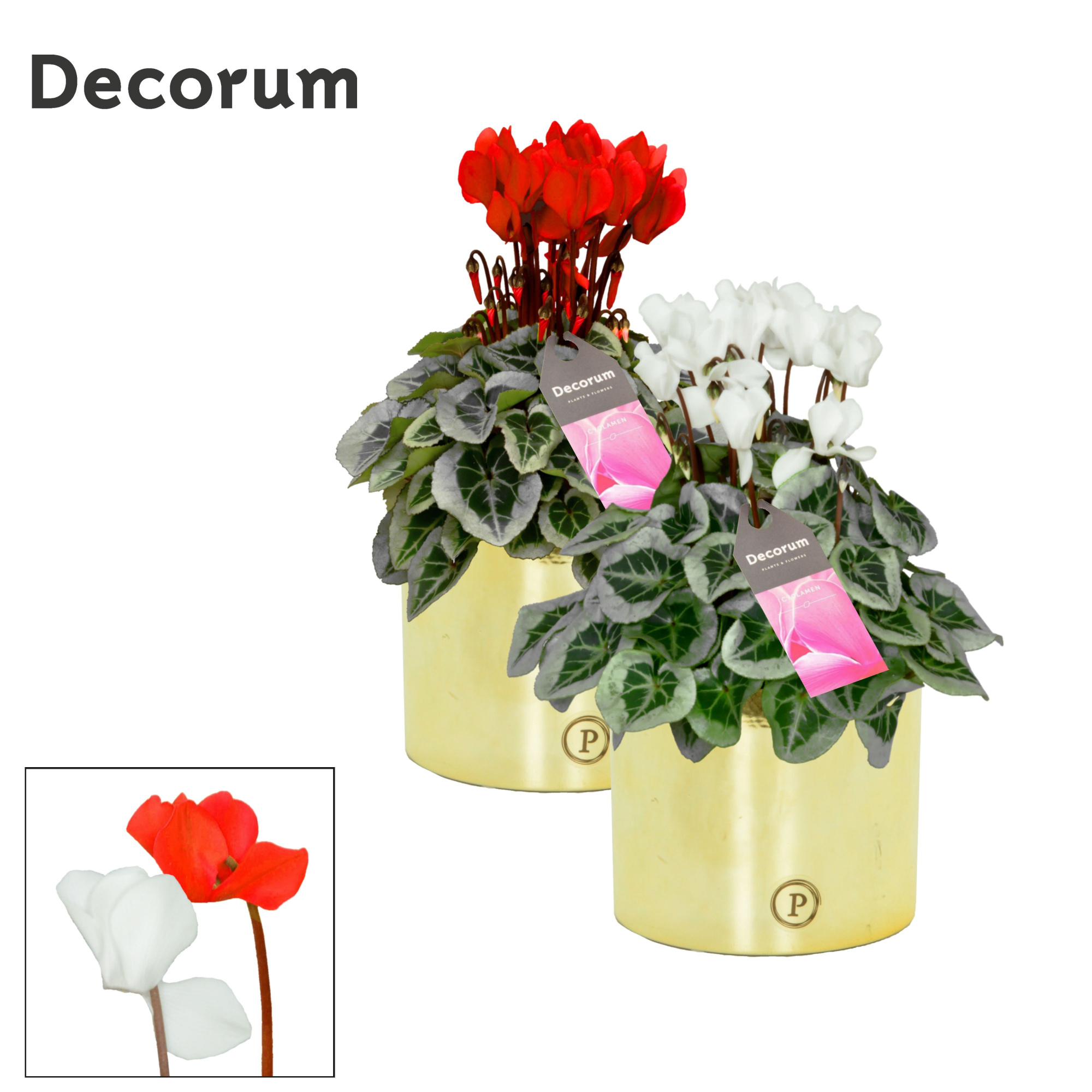 Cyclamen SS Picasso Rood Wit Mix Laryssa shiny gold Decorum, D 13 cm