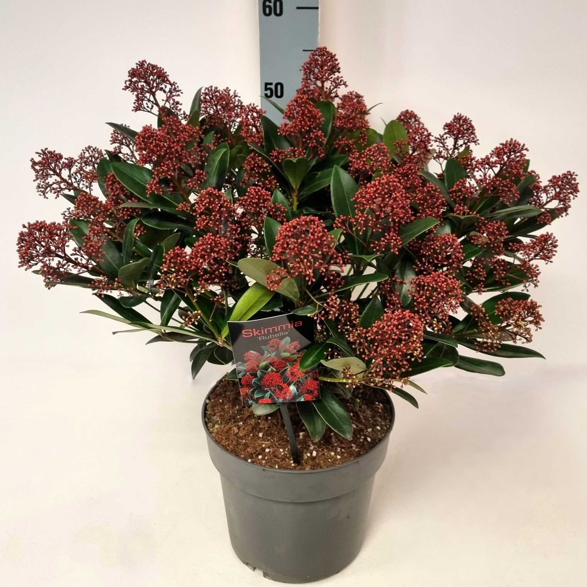 Skimmia jap. 'Rubella' P22, D 22 cm