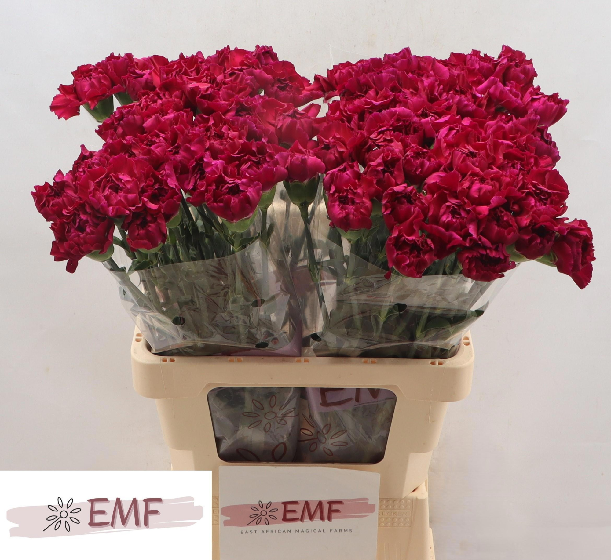 Диантус од. Перпл Дамаскус, шт.