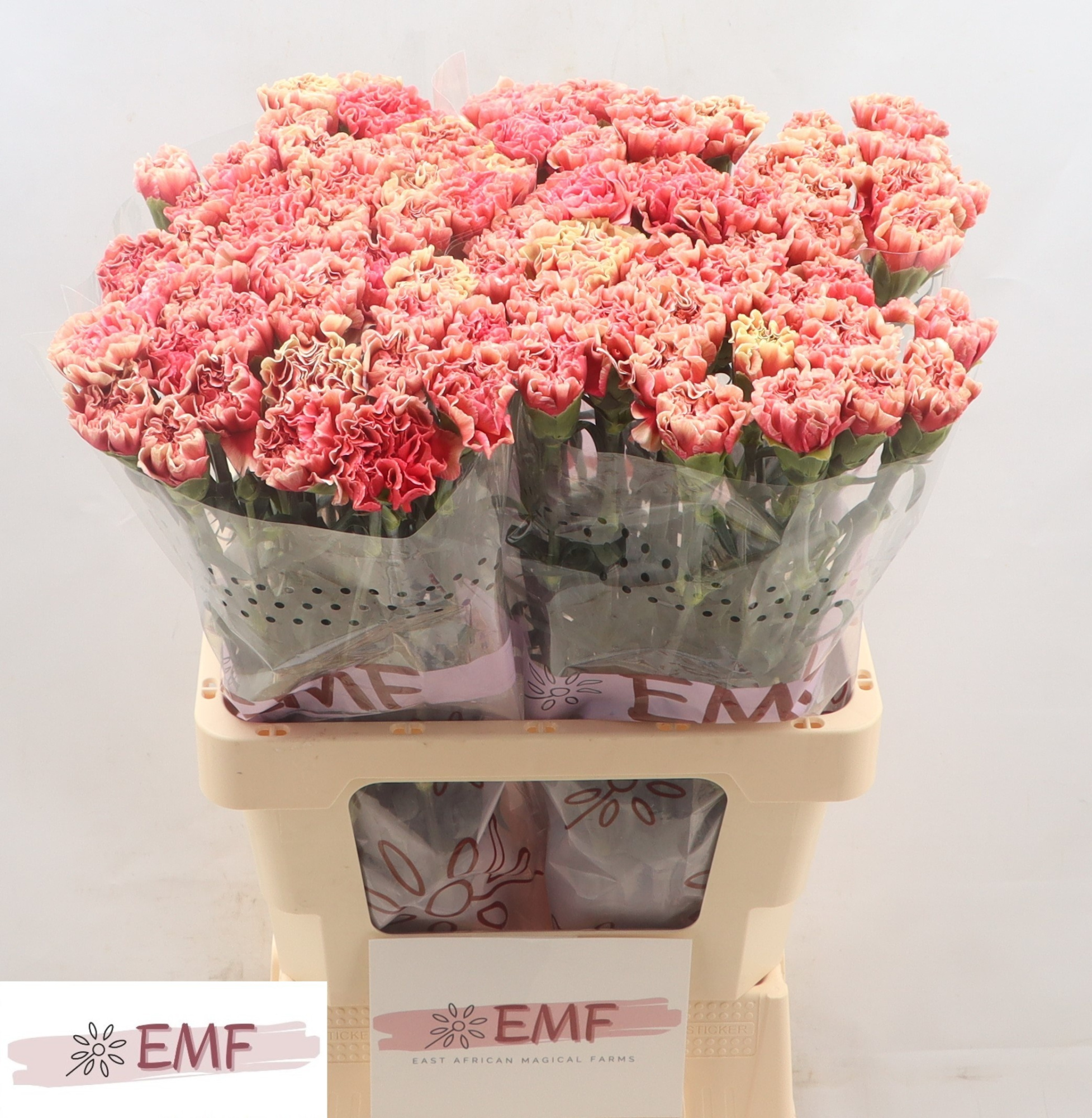 Диантус од. Баруау, шт.