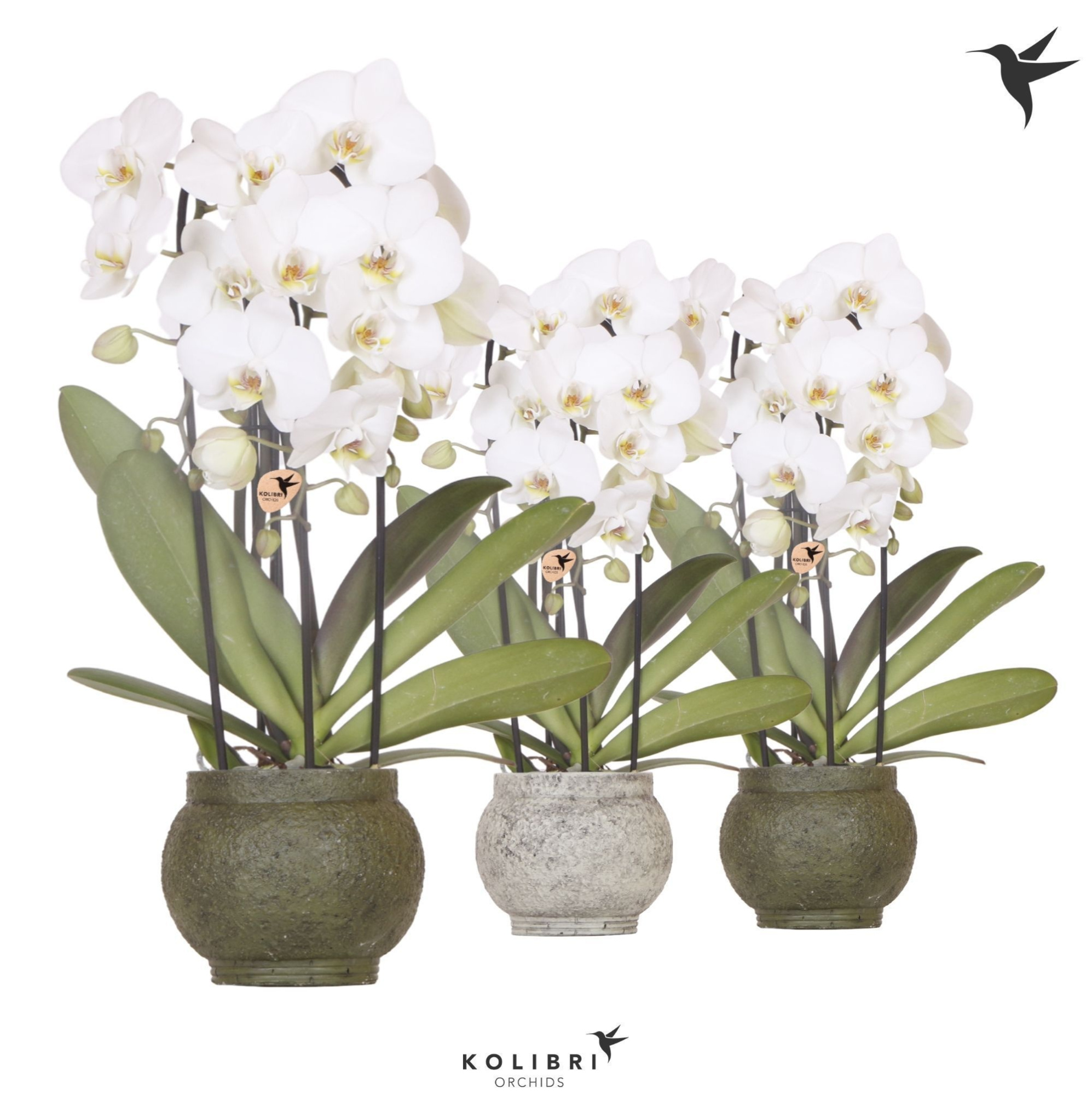 Kolibri Orchids Cascade Niagara Fall white 3 spike in Ancient pot green mix, D 12