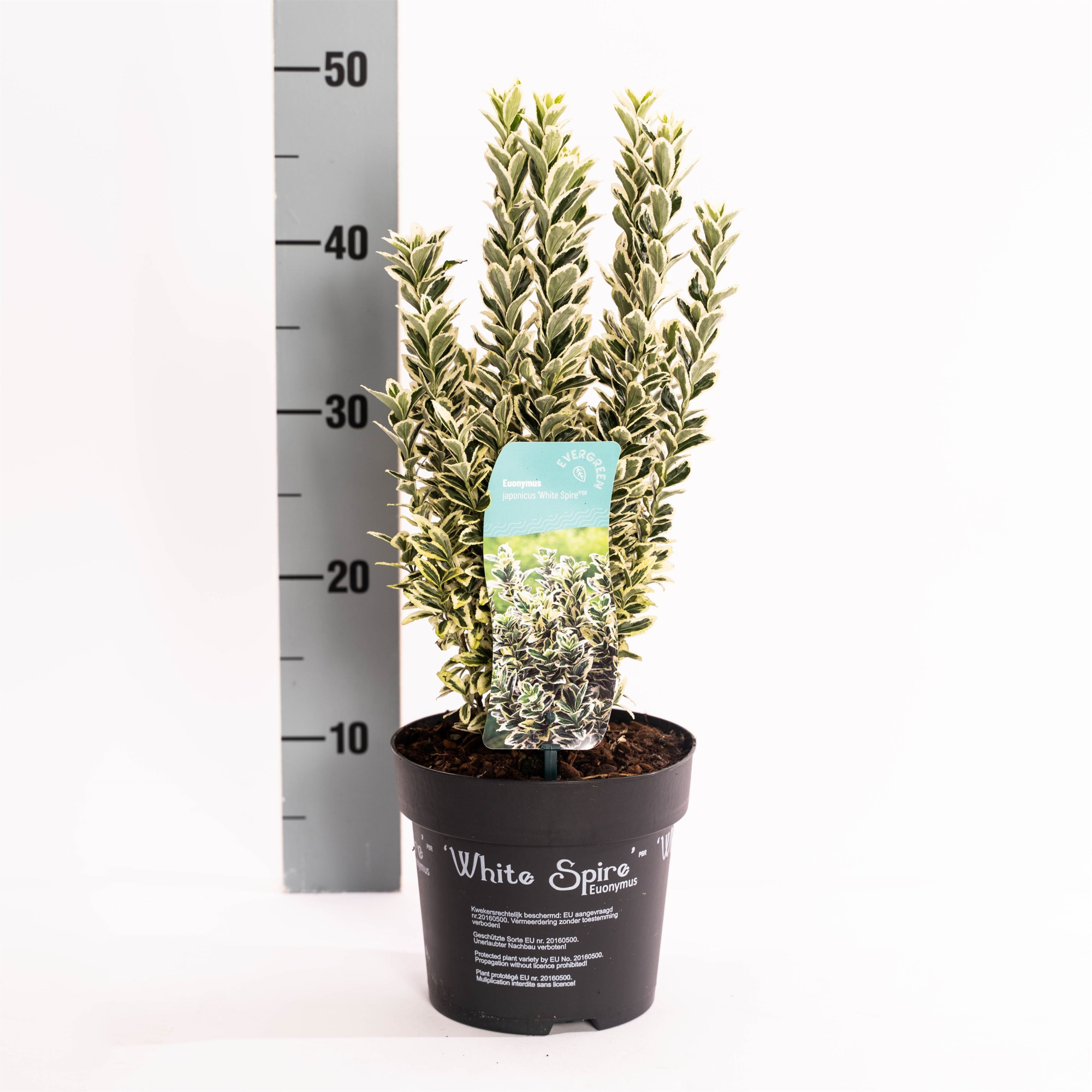 Euonymus jap. 'White spire' ®, D 17