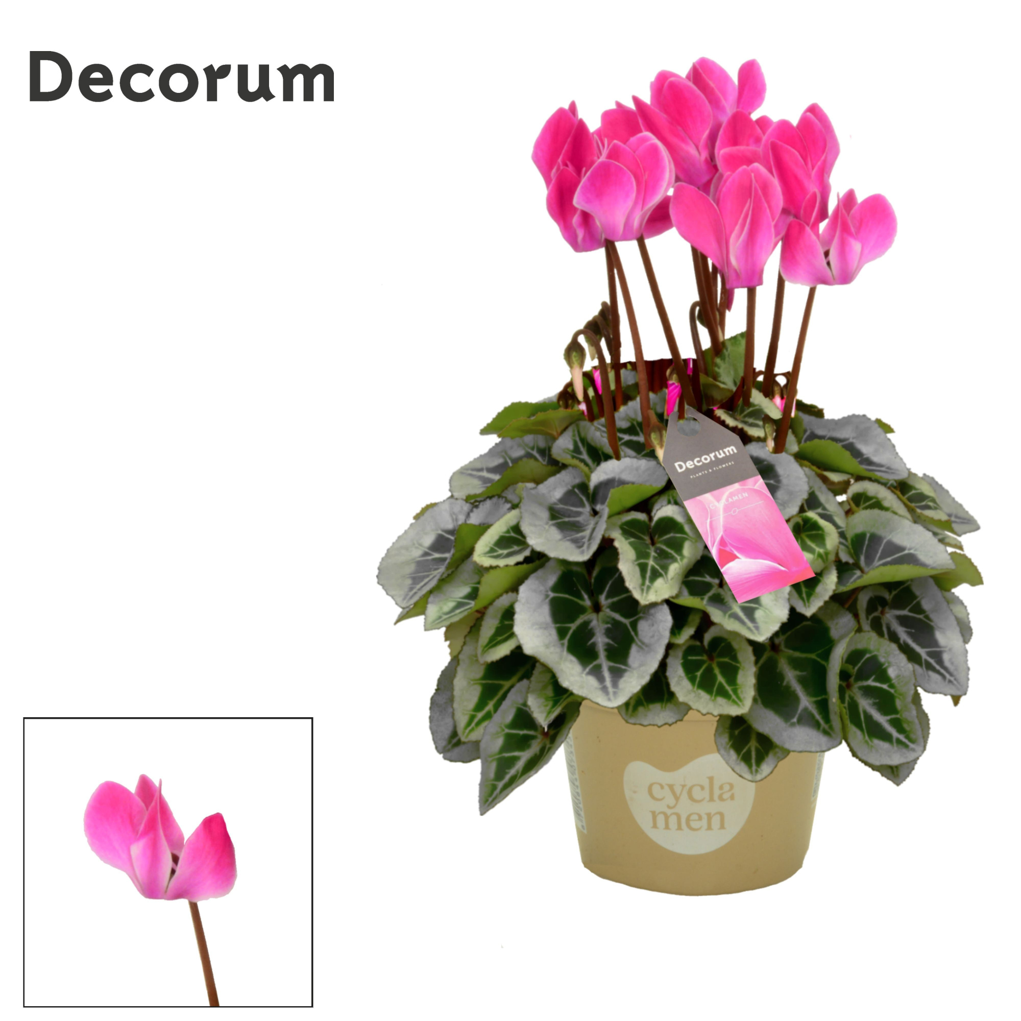 Cyclamen SS Picasso Flamed mix Decorum, D 11 cm