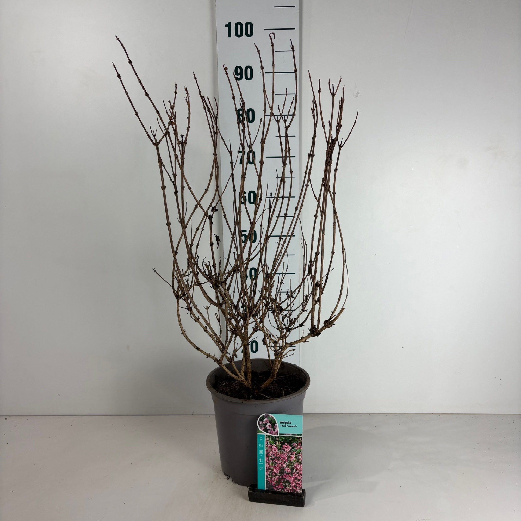 Weigela florida Foliis Purpureis, D 24