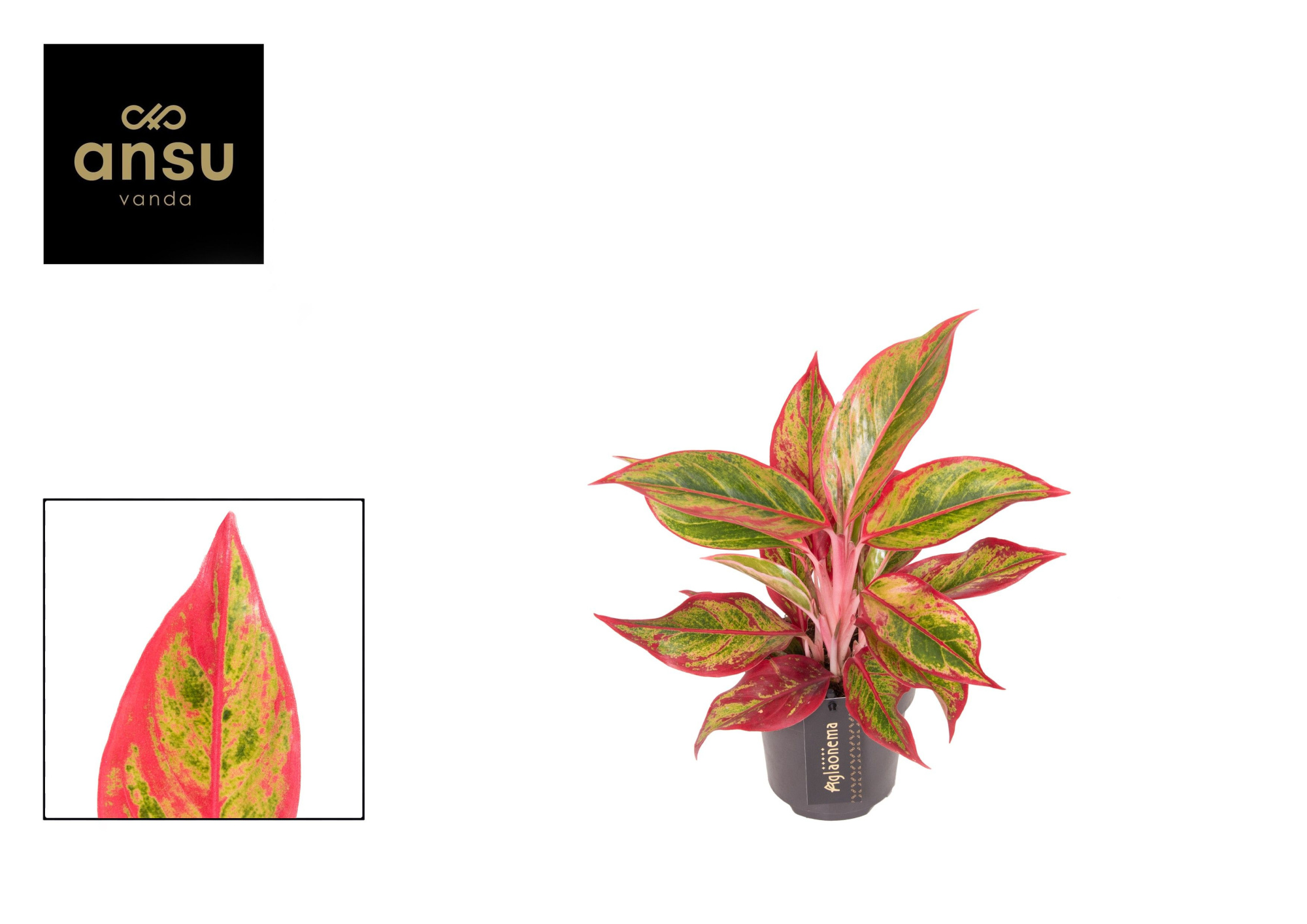 Aglaonema Jungle Lava, D 12 cm