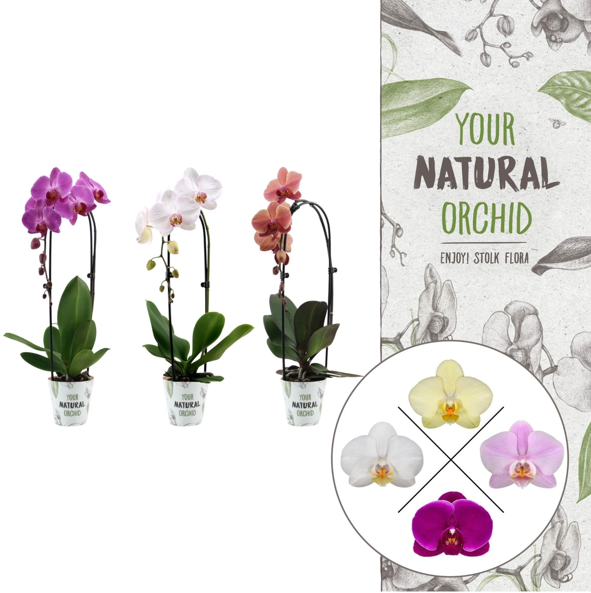 Your Natural Orchid | Cascade mix | Phalaenopsis 1 spike, D 12 cm