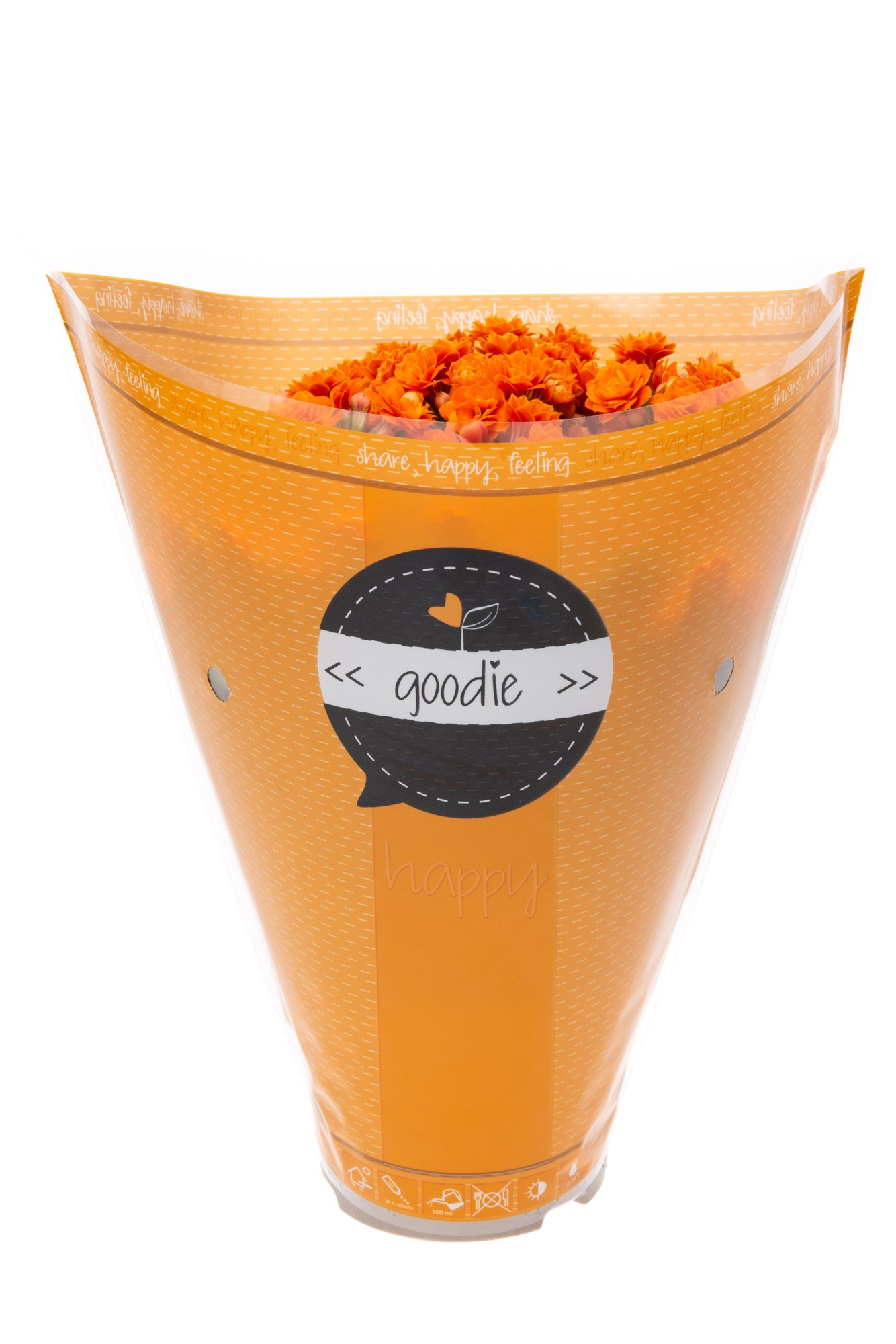 Kalanchoe dbl. Goodie Orange, D 10,5 cm