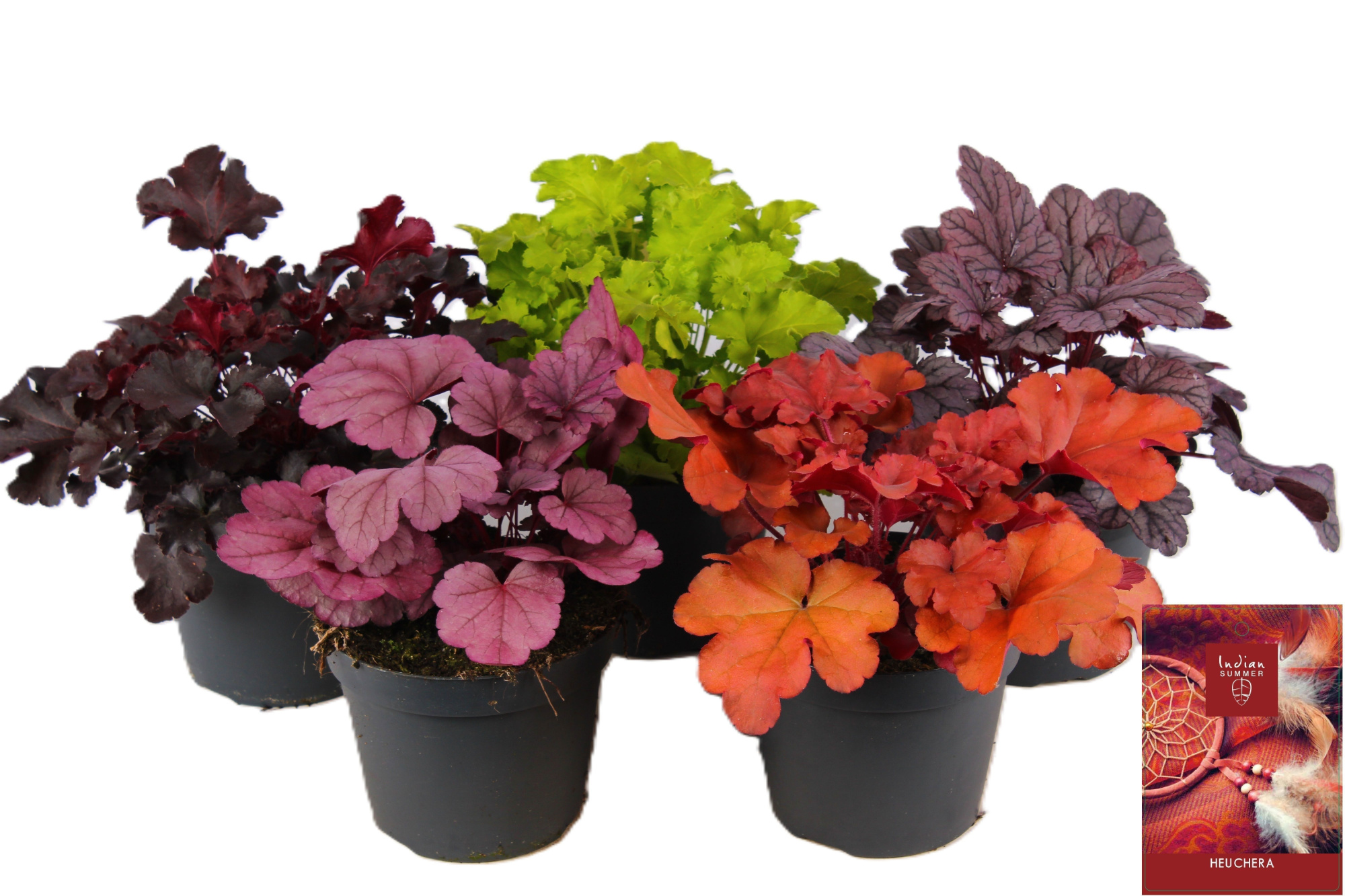 Heuchera Indian Summer mixlaag, D 15 cm