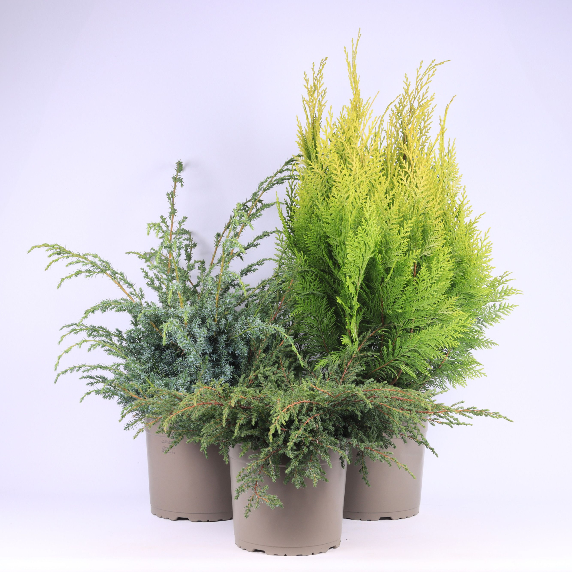 Coniferen overig gemengd, D 23 cm