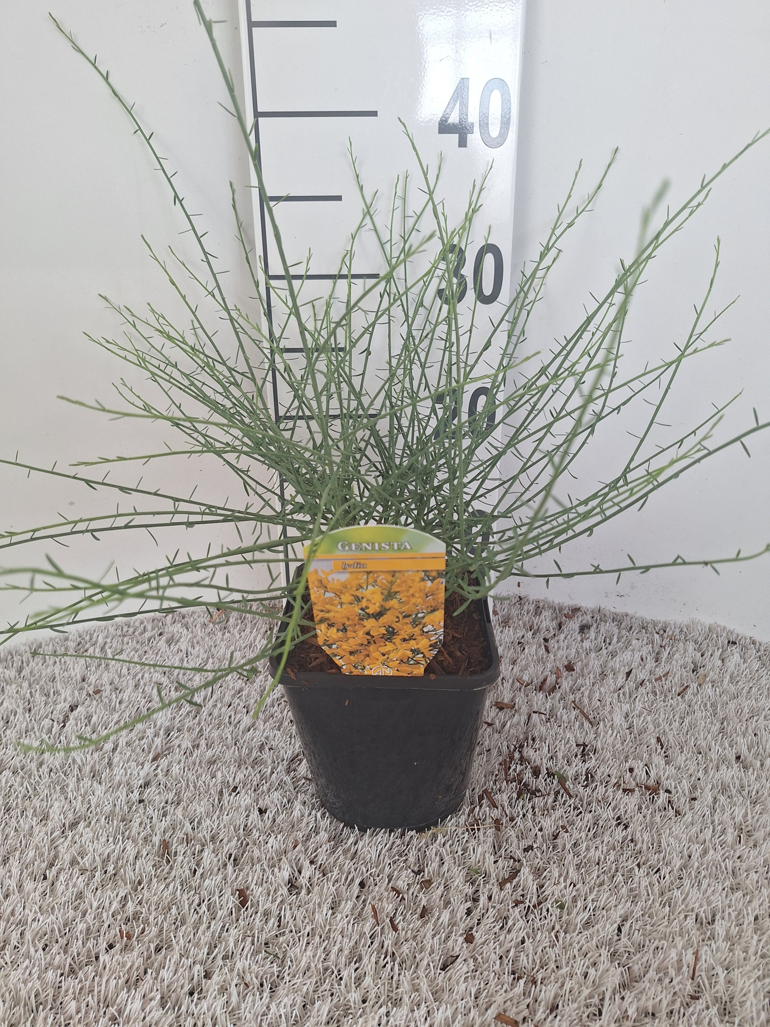 Genista lydia, D 14 cm