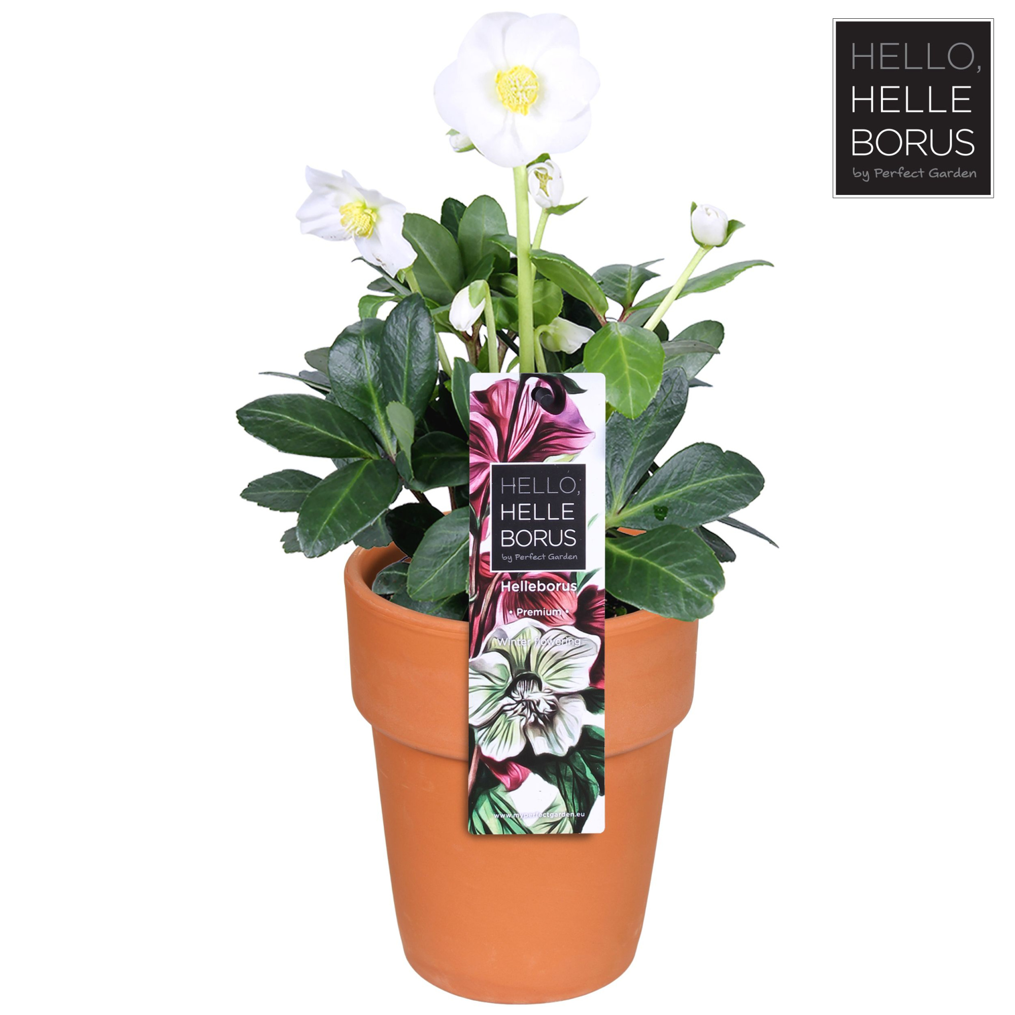 Helleborus niger Christmas Carol P12 (Terracotta), D 12 cm