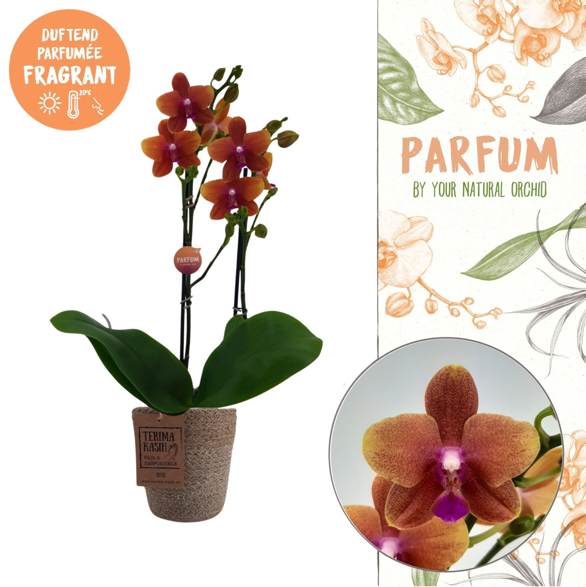 Parfum| Bolgheri 2 spike | Terima Kasih, D 12 cm