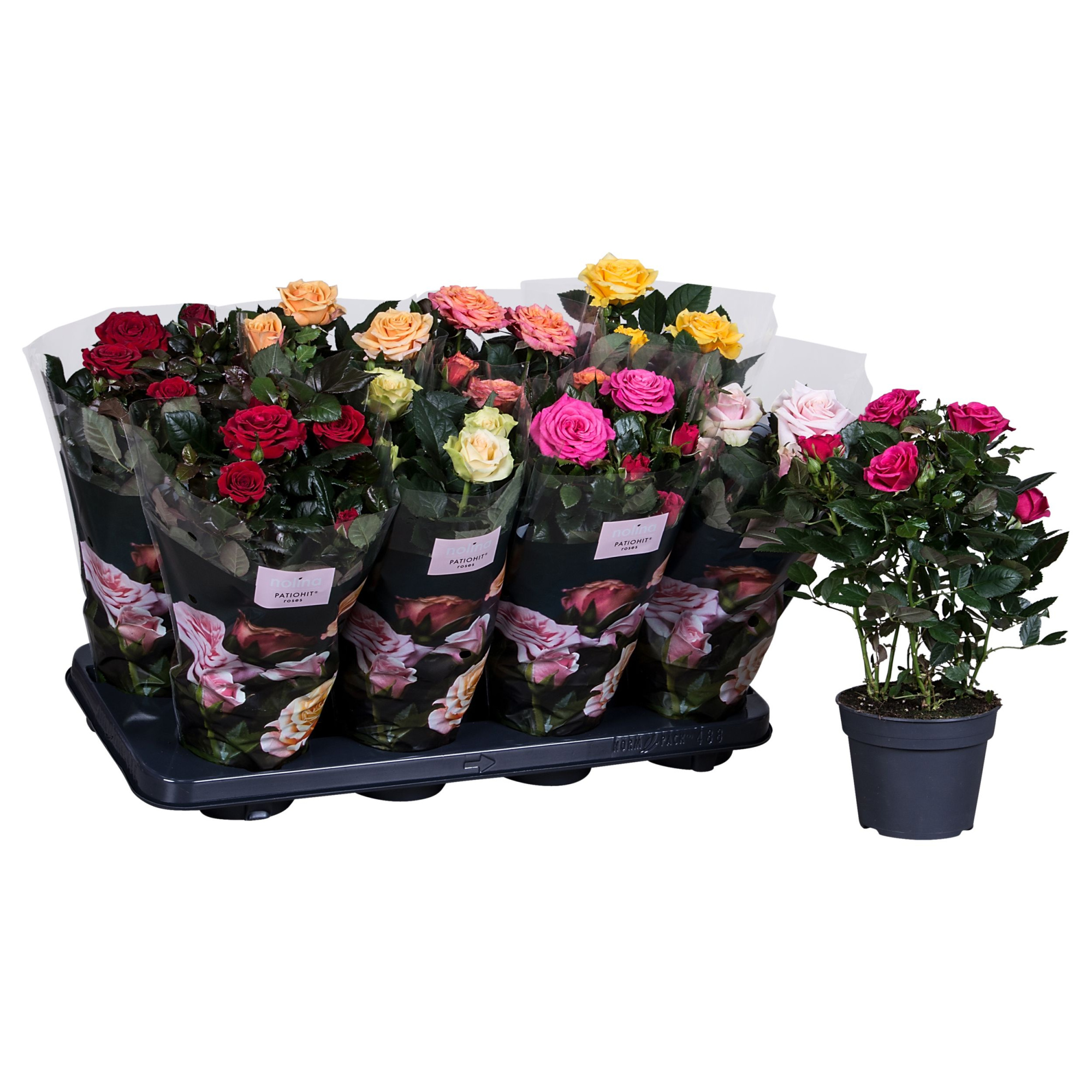 Nolina Roses Ø 13 cm Mix st. 2-3, D 13