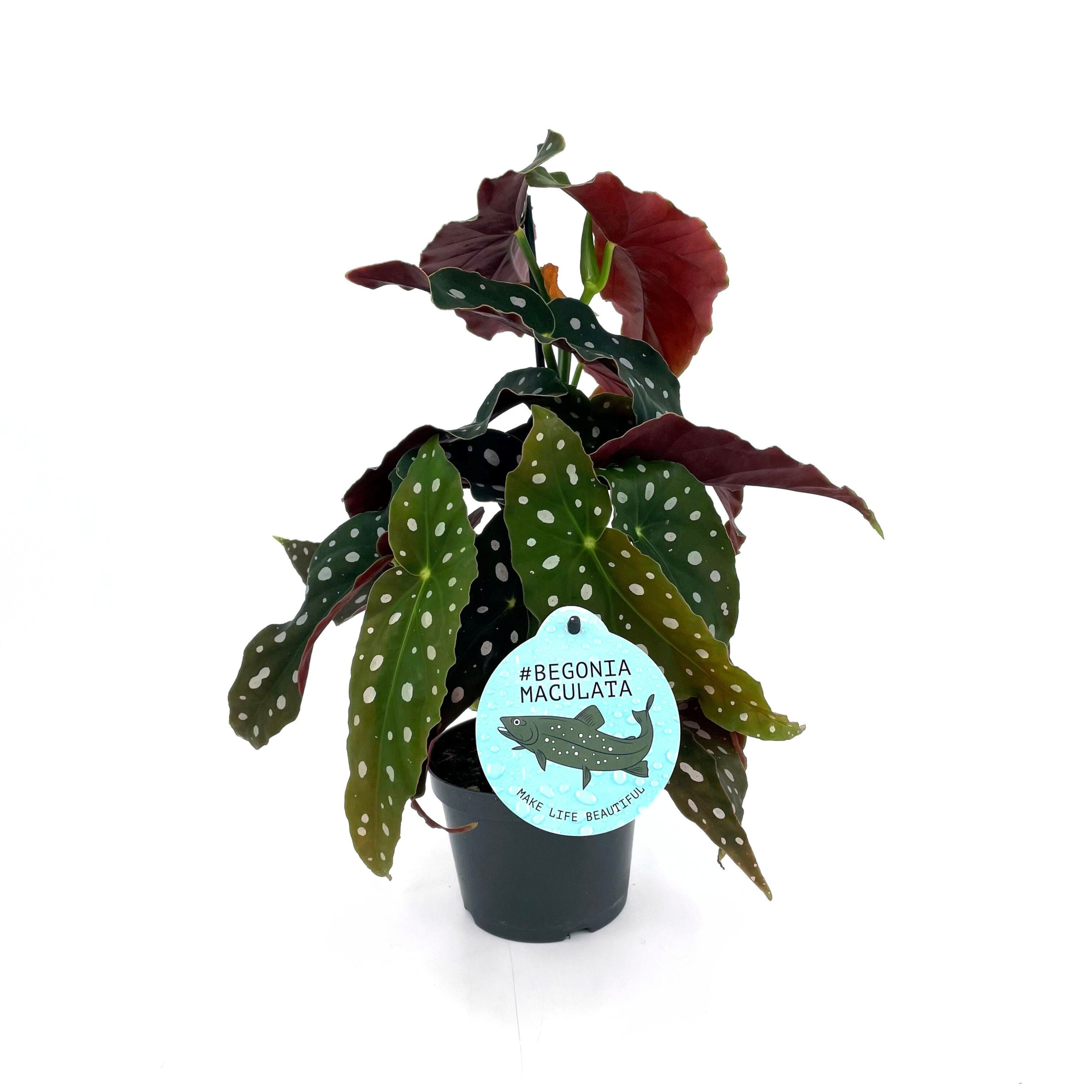 Begonia WINGS Maculata, D 12 cm