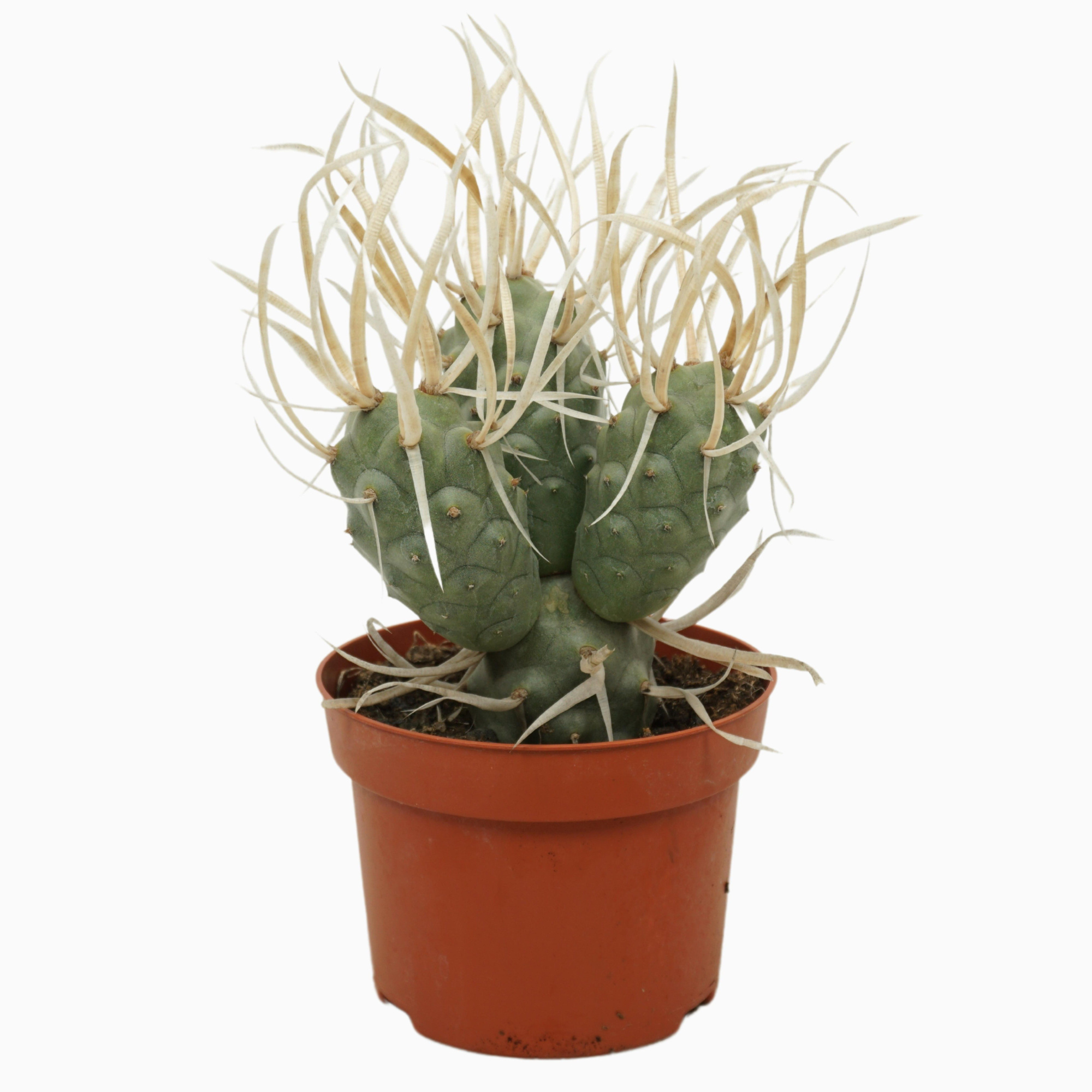 Tephrocactus papyracanthus 13cm, D 13 cm