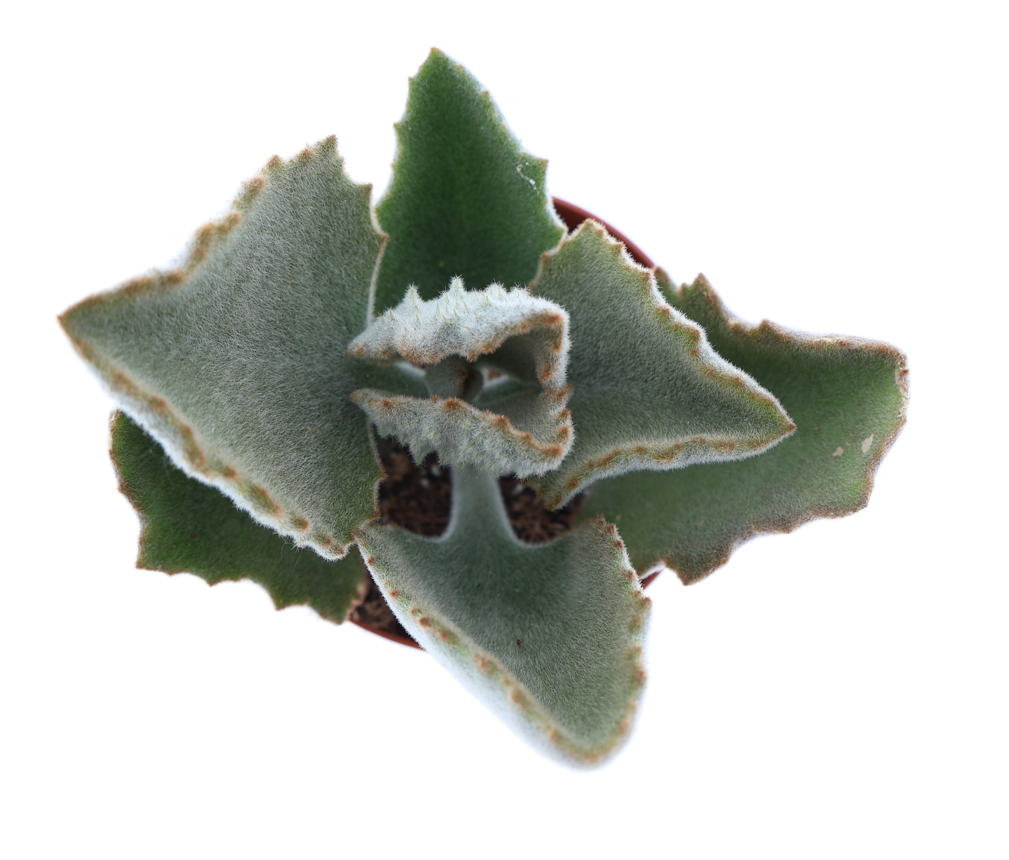 Kalanchoe Beharensis, D 8,5 cm