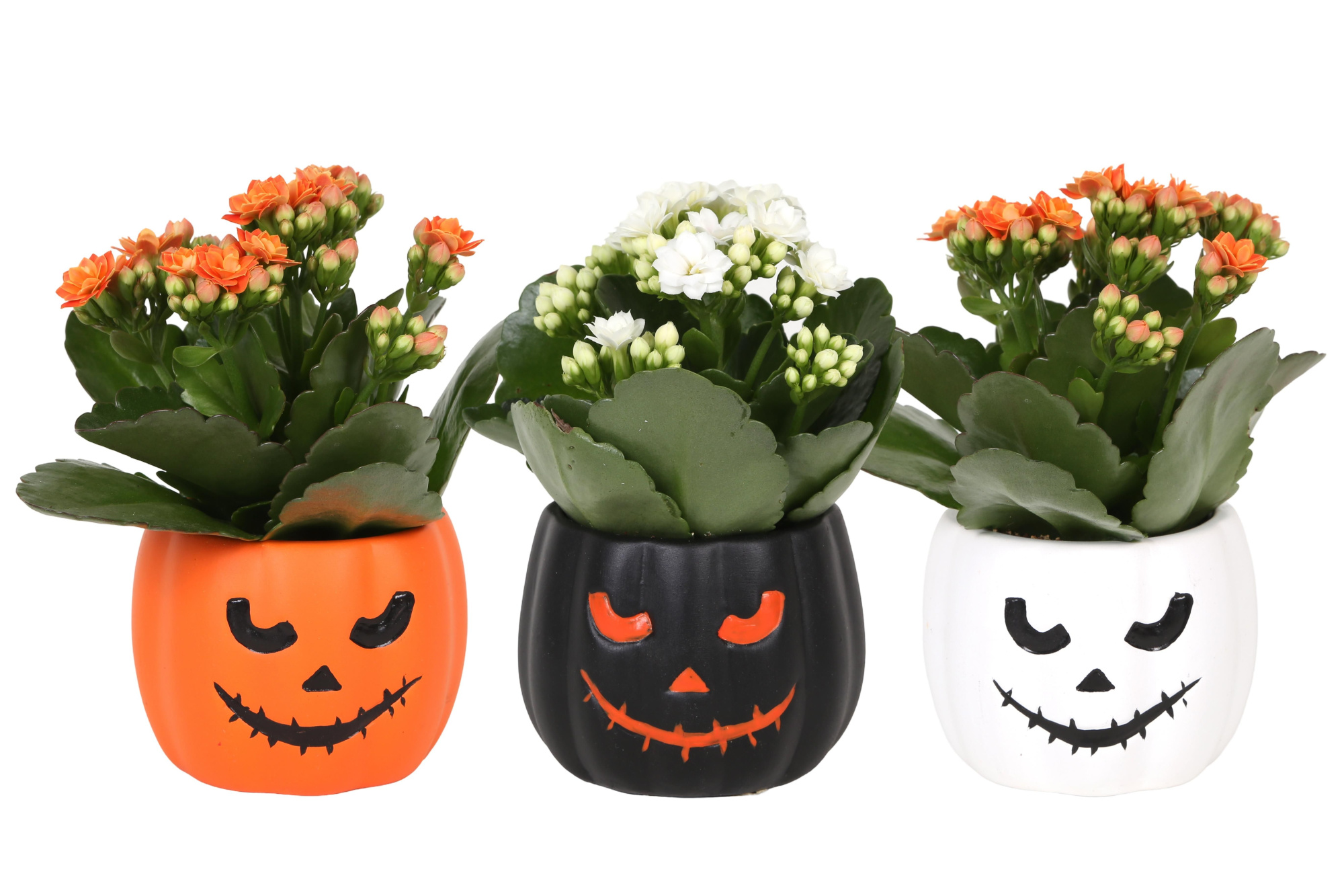 KP-855.1 - Kalanchoe Rosalina 6cm in halloweenpompoen 3 assorti, D 6