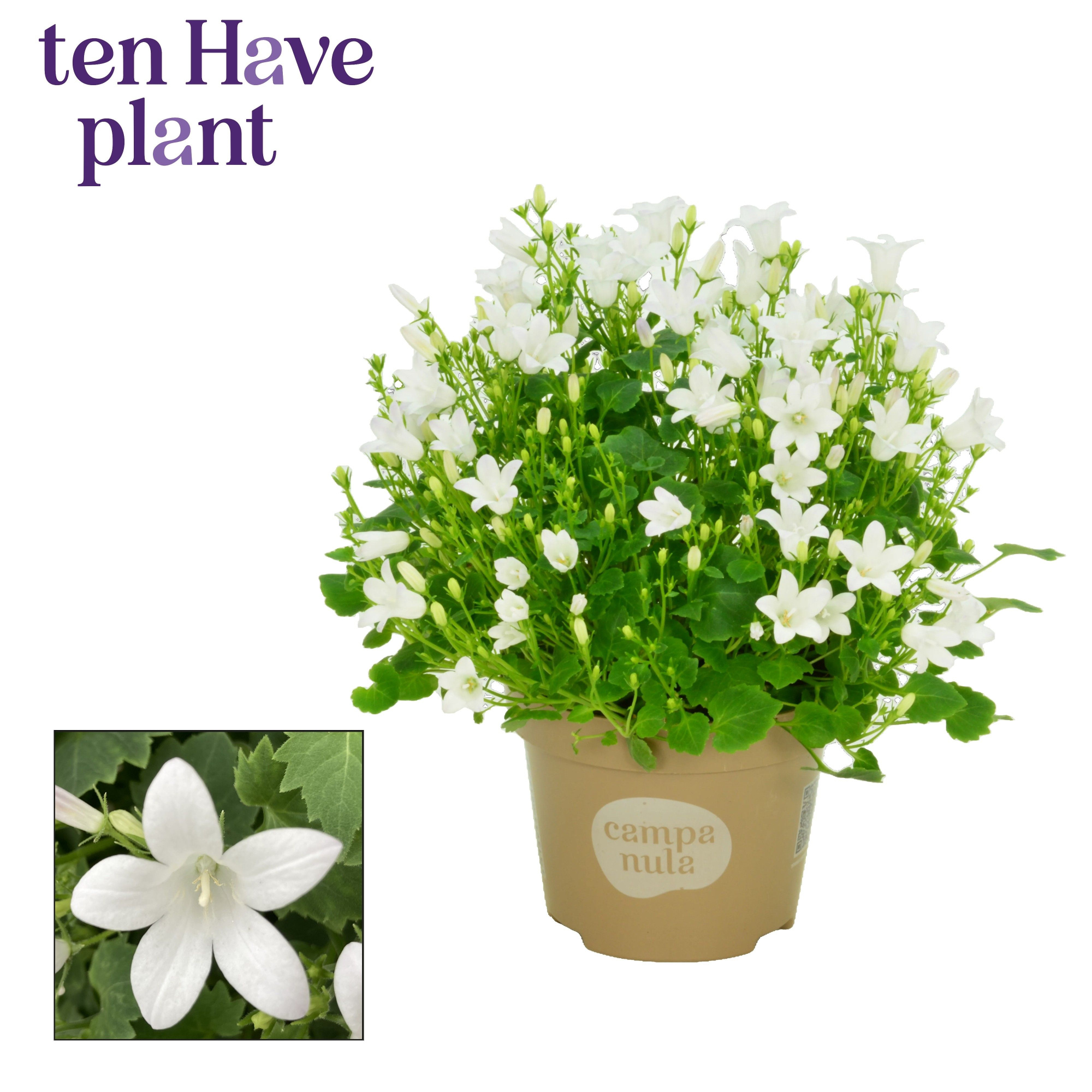Campanula Porto White, D 11