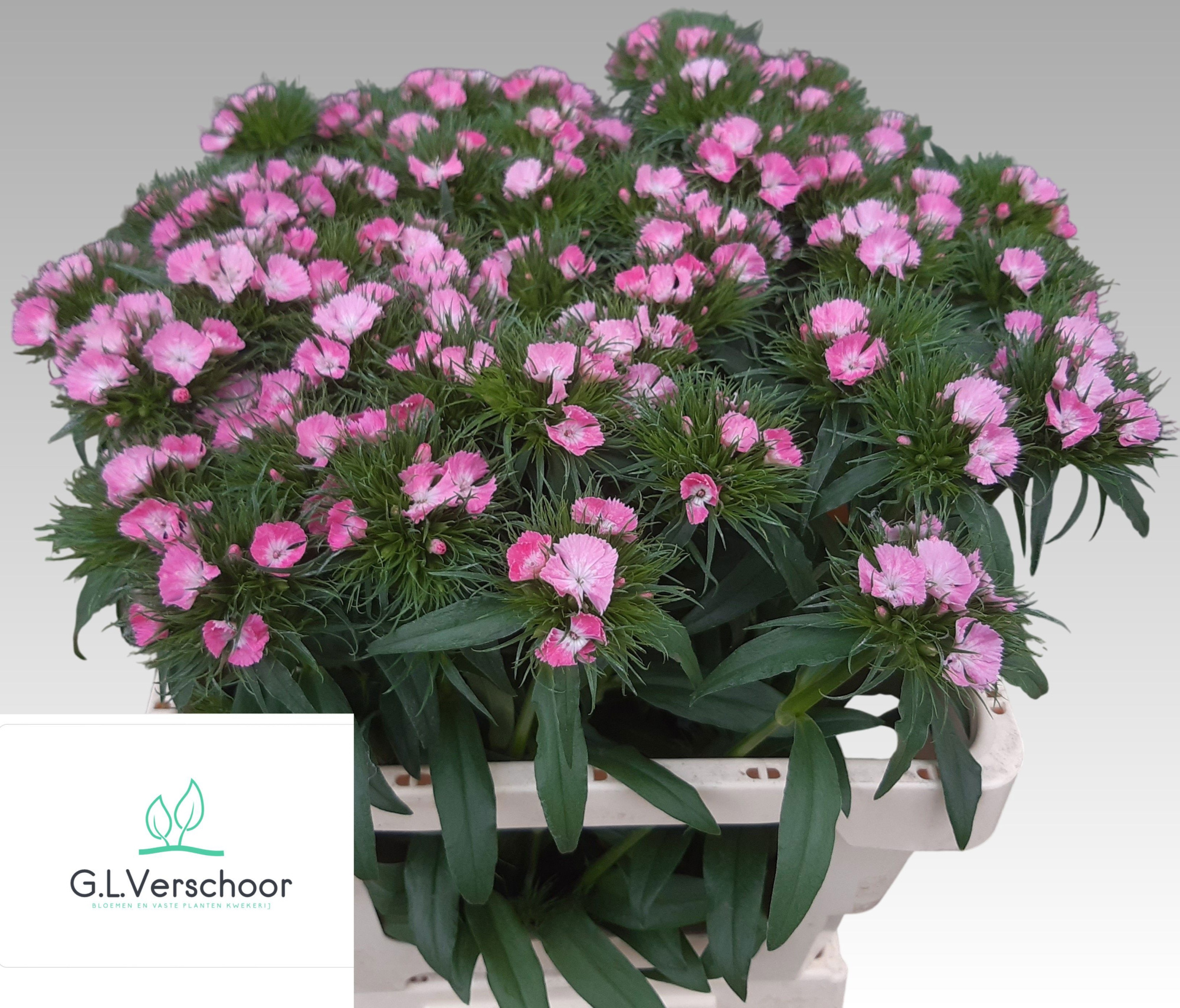 Диантус Барбатус Свит Вилл Пинк 55, шт.