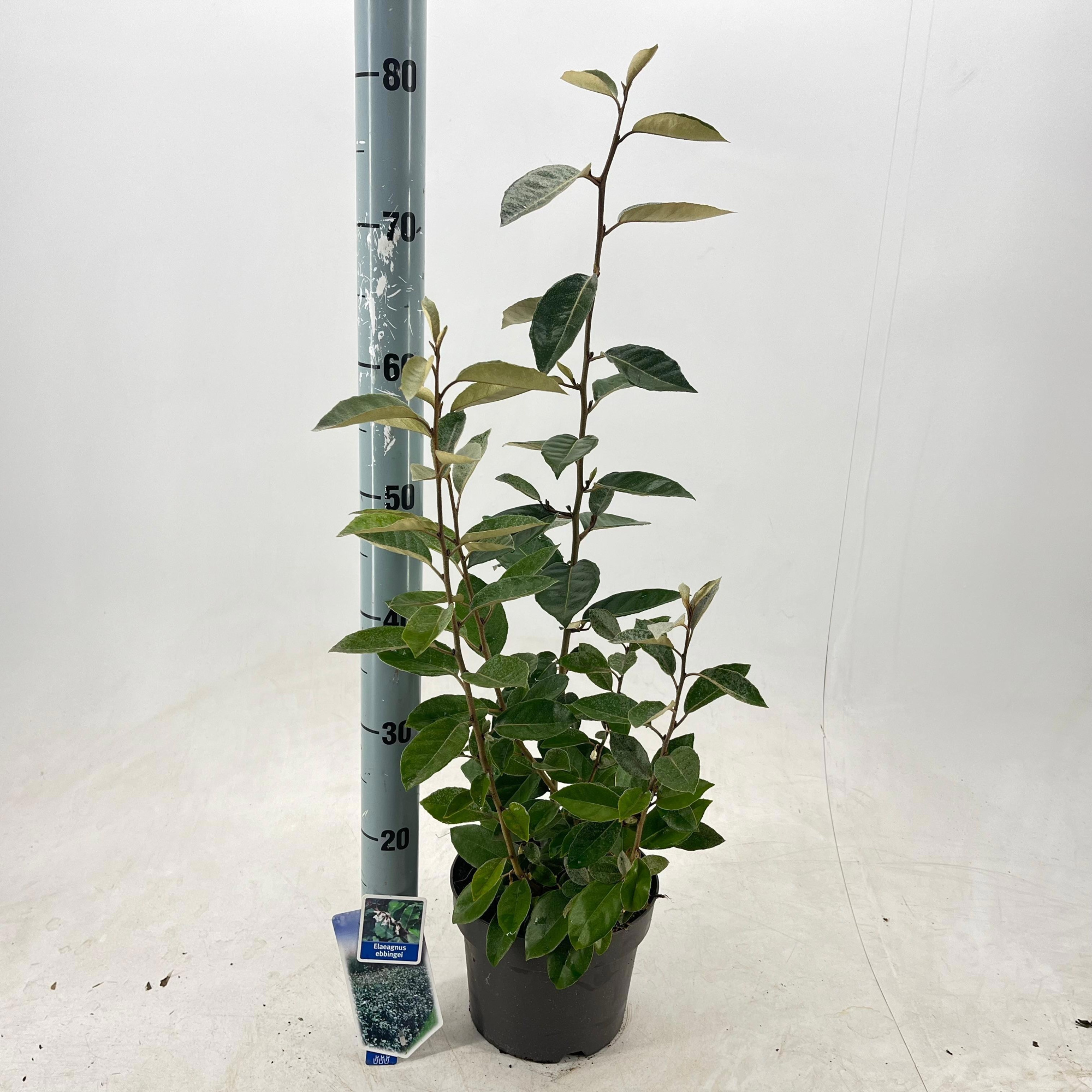 Elaeagnus ebbingei, D 19