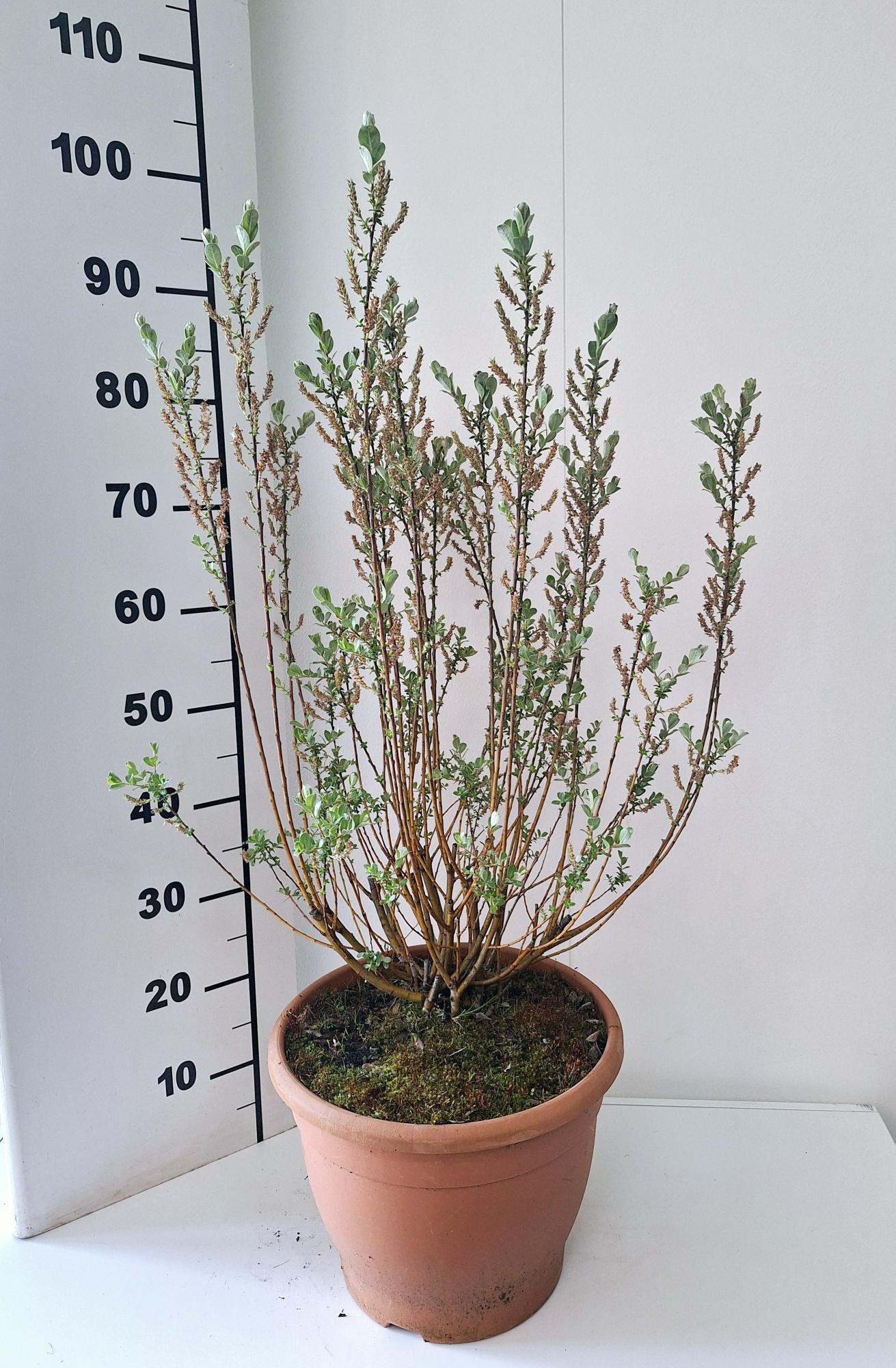 Salix Irrorata bush p32, D 32 cm