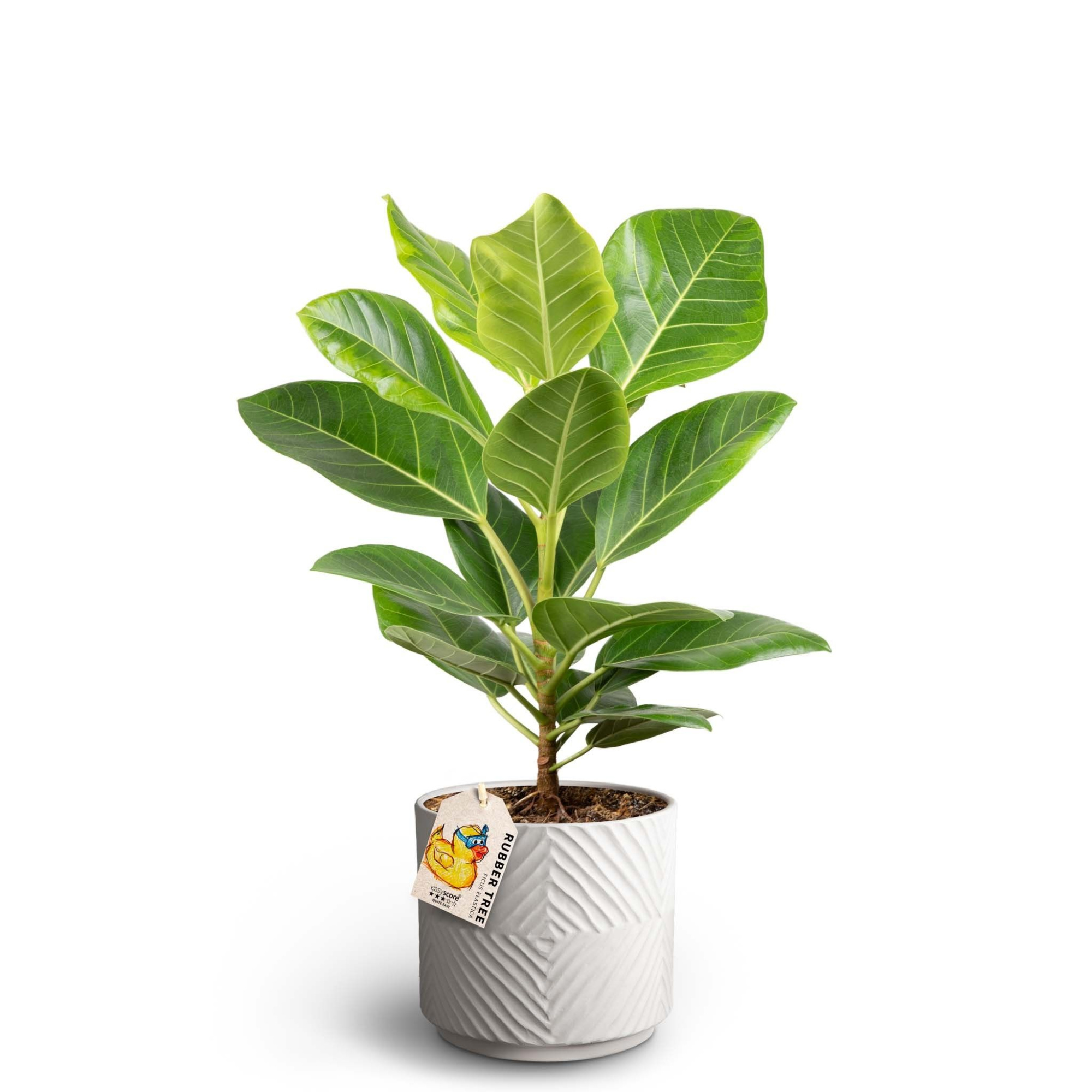 Dune Sand, Ficus altissima, D 19