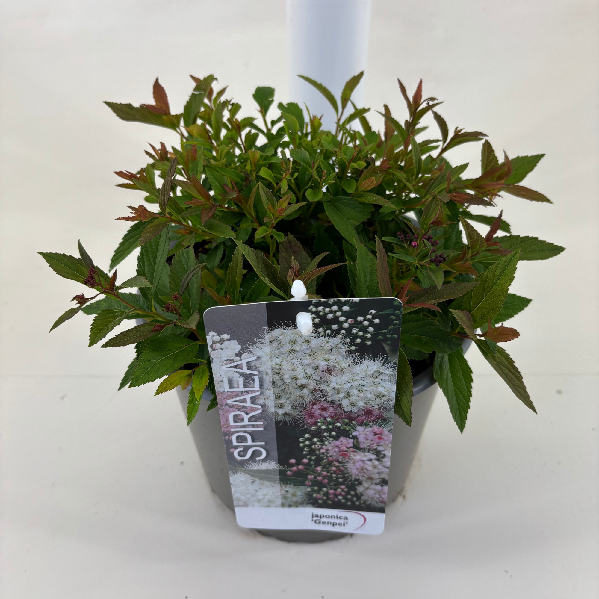 Spiraea japonica 'Genpei', D 19 cm
