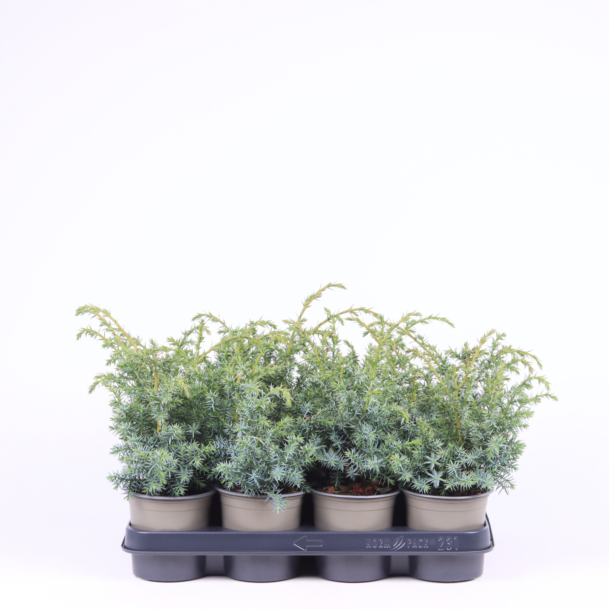 Juniperus chinensis 'Blue Alps', D 11 cm