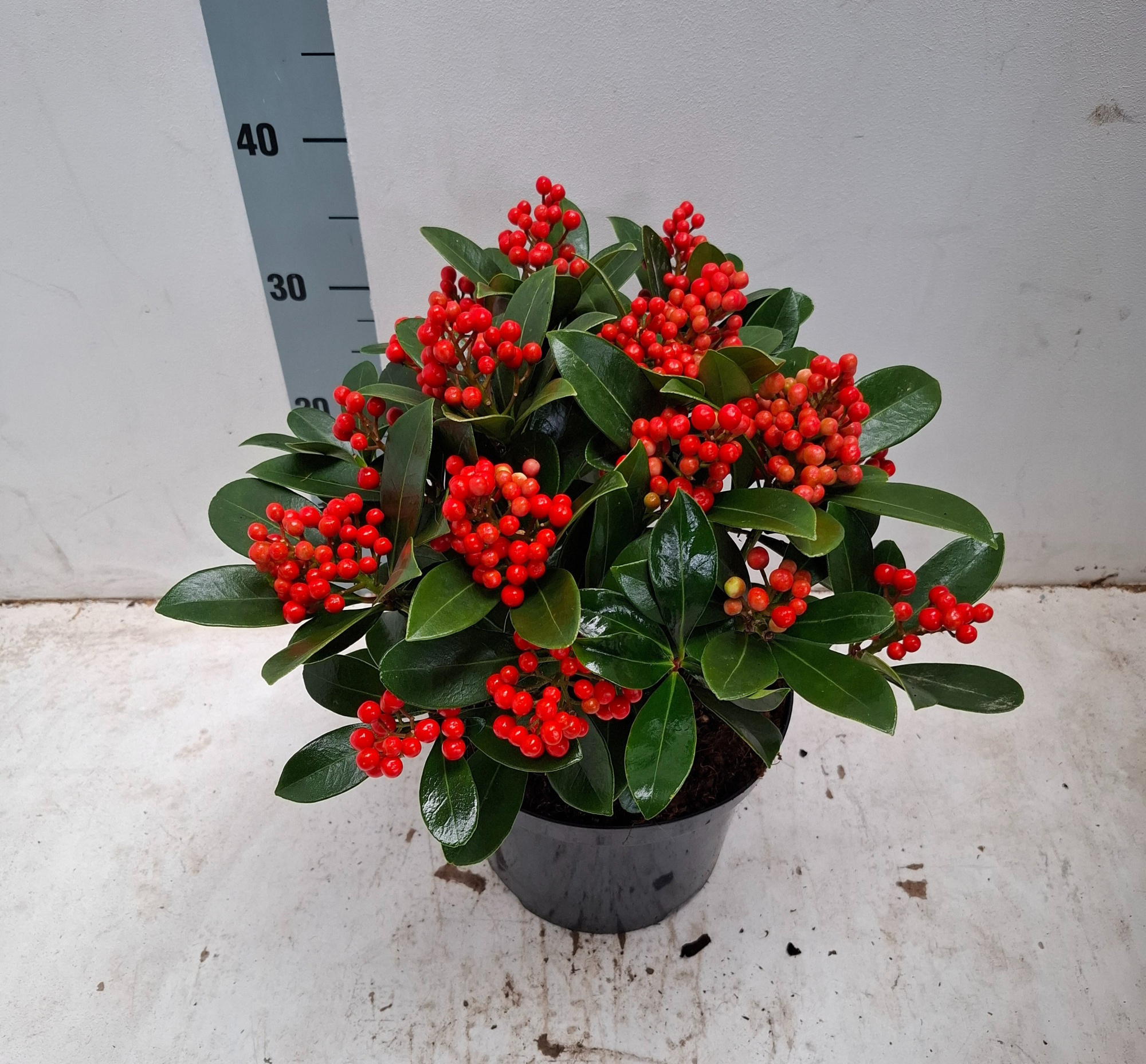 Temptation 23cm 12+ tros, D 23 cm