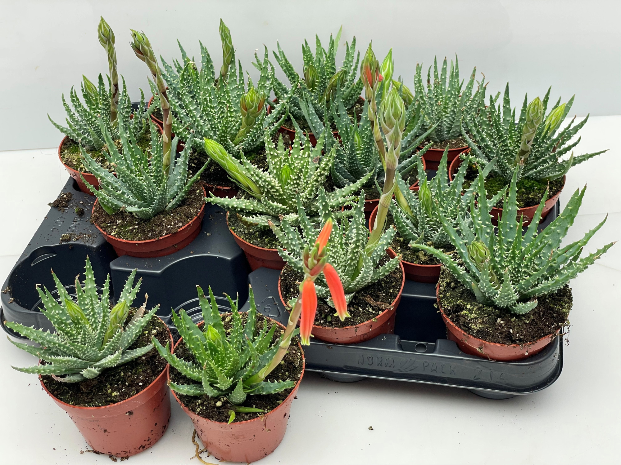 320 Aloe Humillis 8,5 cm, D 8,5