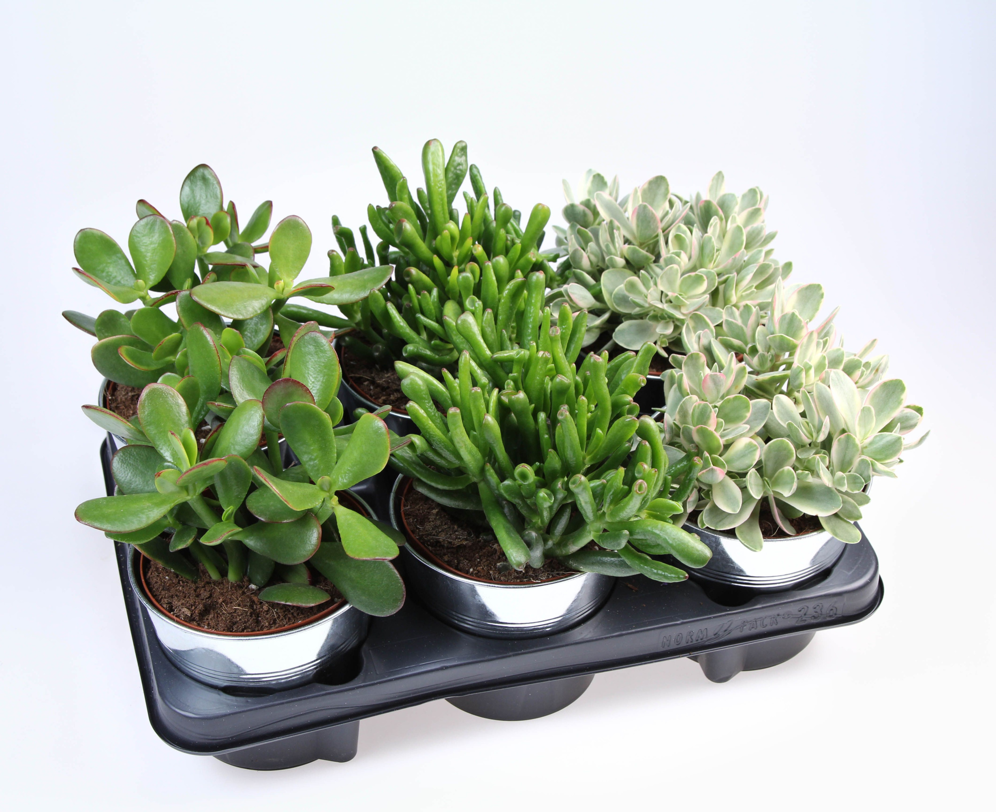 Crassula mixz in Zinkpot, D 12 cm